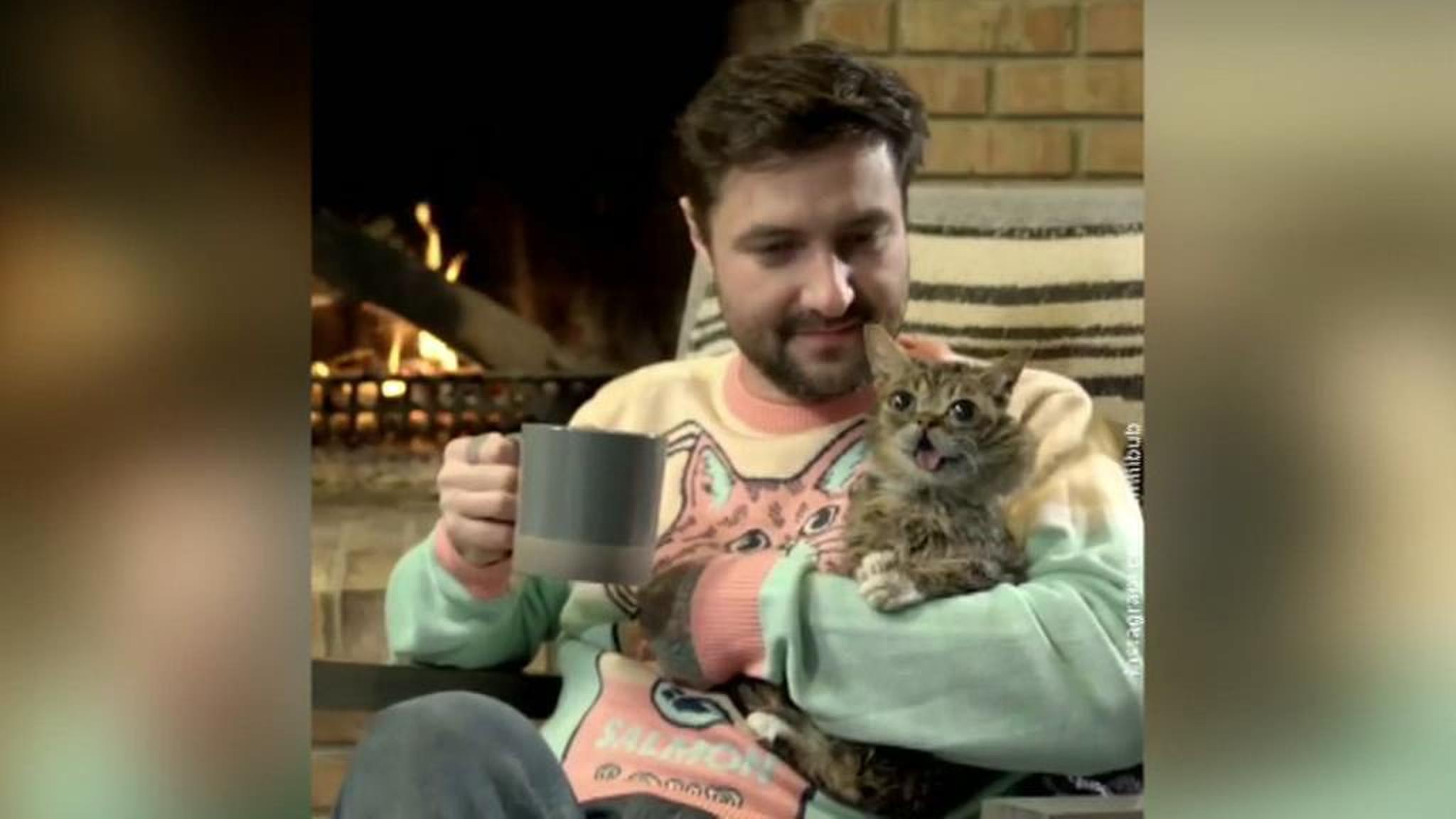 Умерла знаменитая кошка Lil Bub, прославившаяся из-за вынутого языка