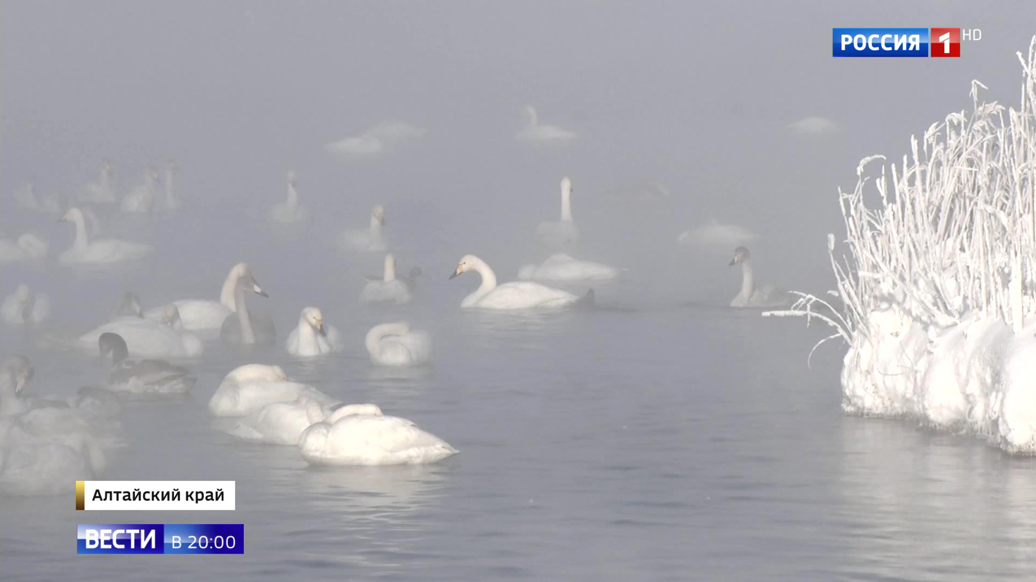 Эфир от 04.12.2019