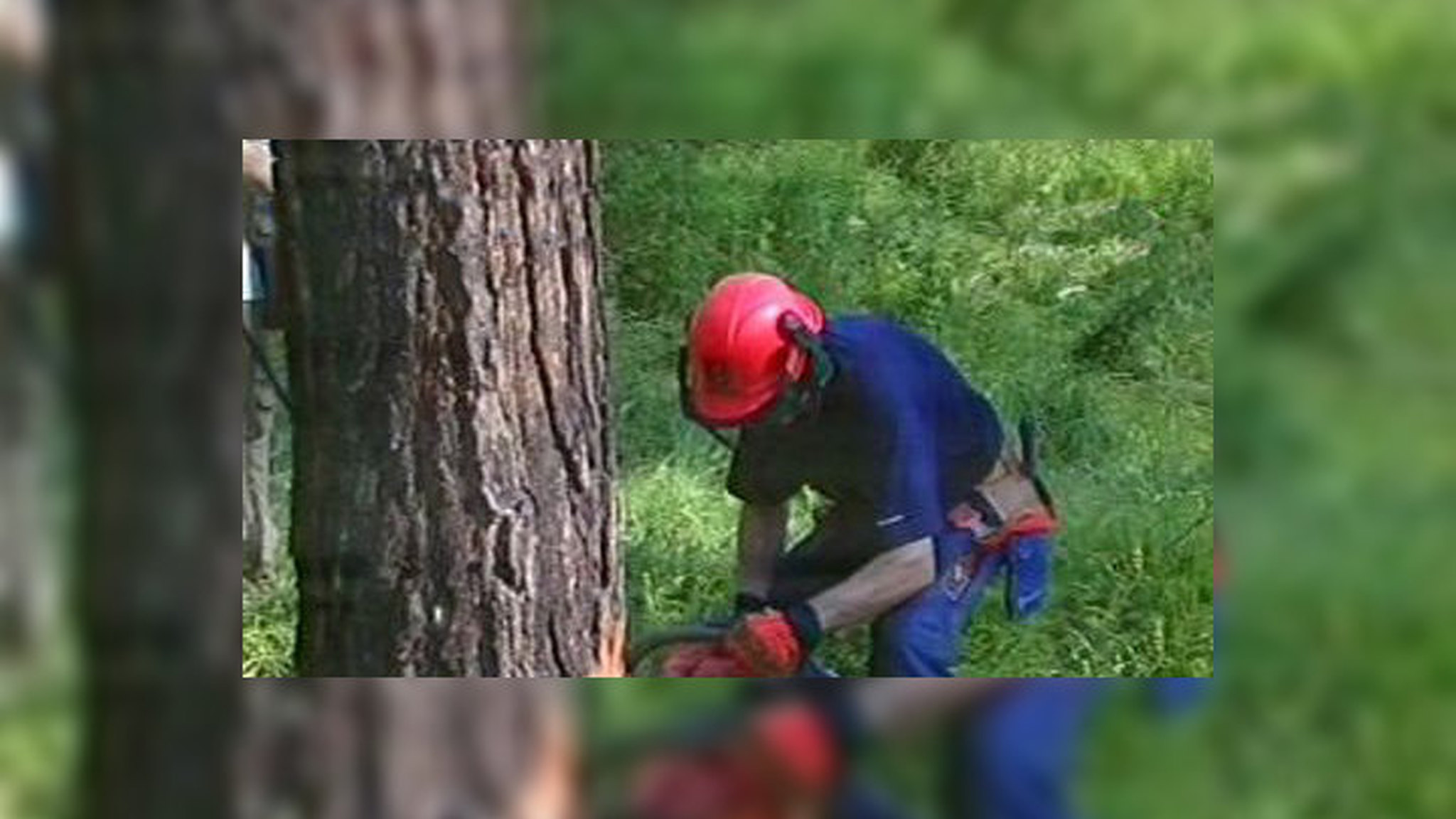 Обзор блогов: сколько стоит жена и кошмарная жизнь лесорубов