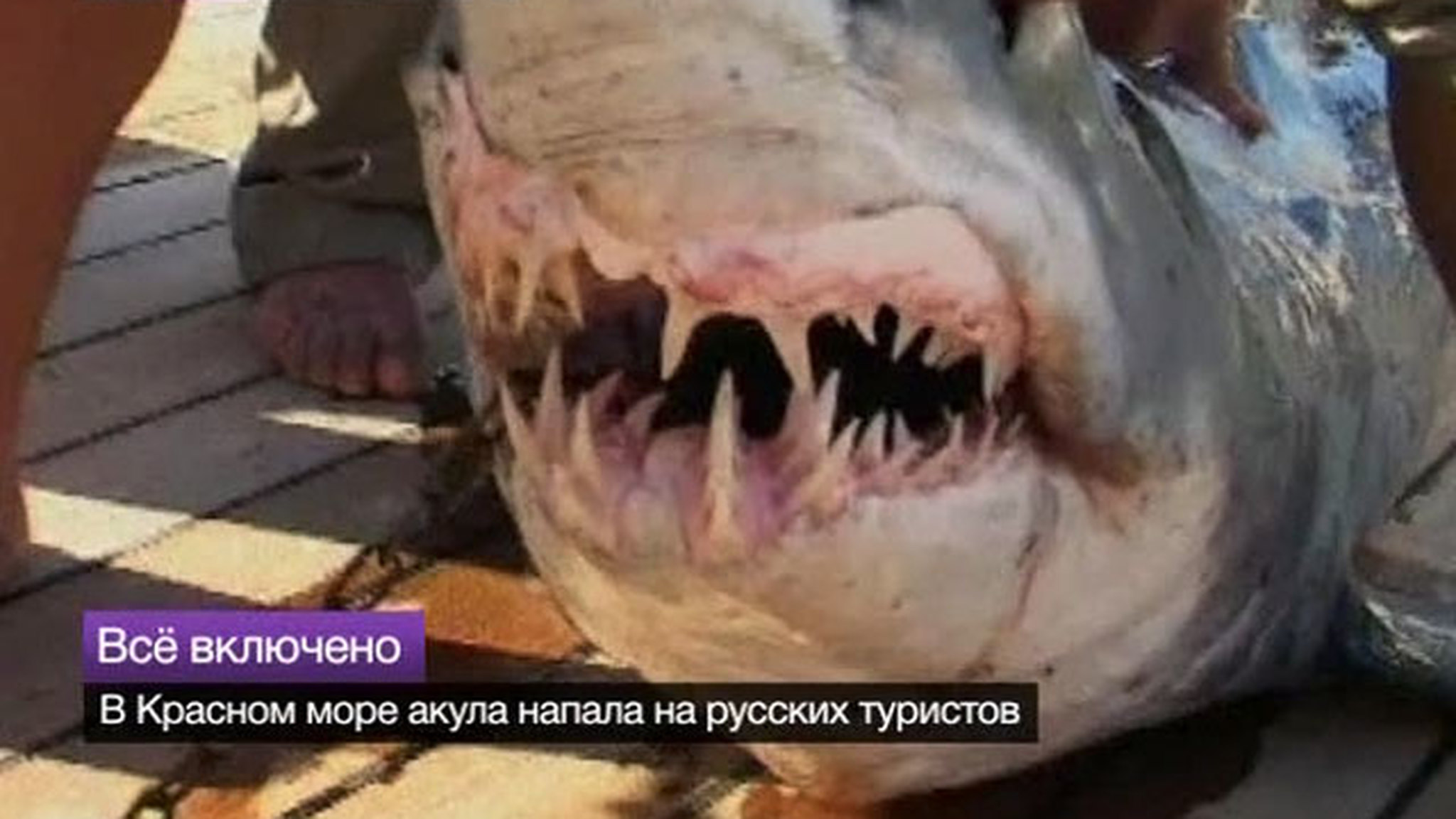 Специалисты из США изучают египетских акул