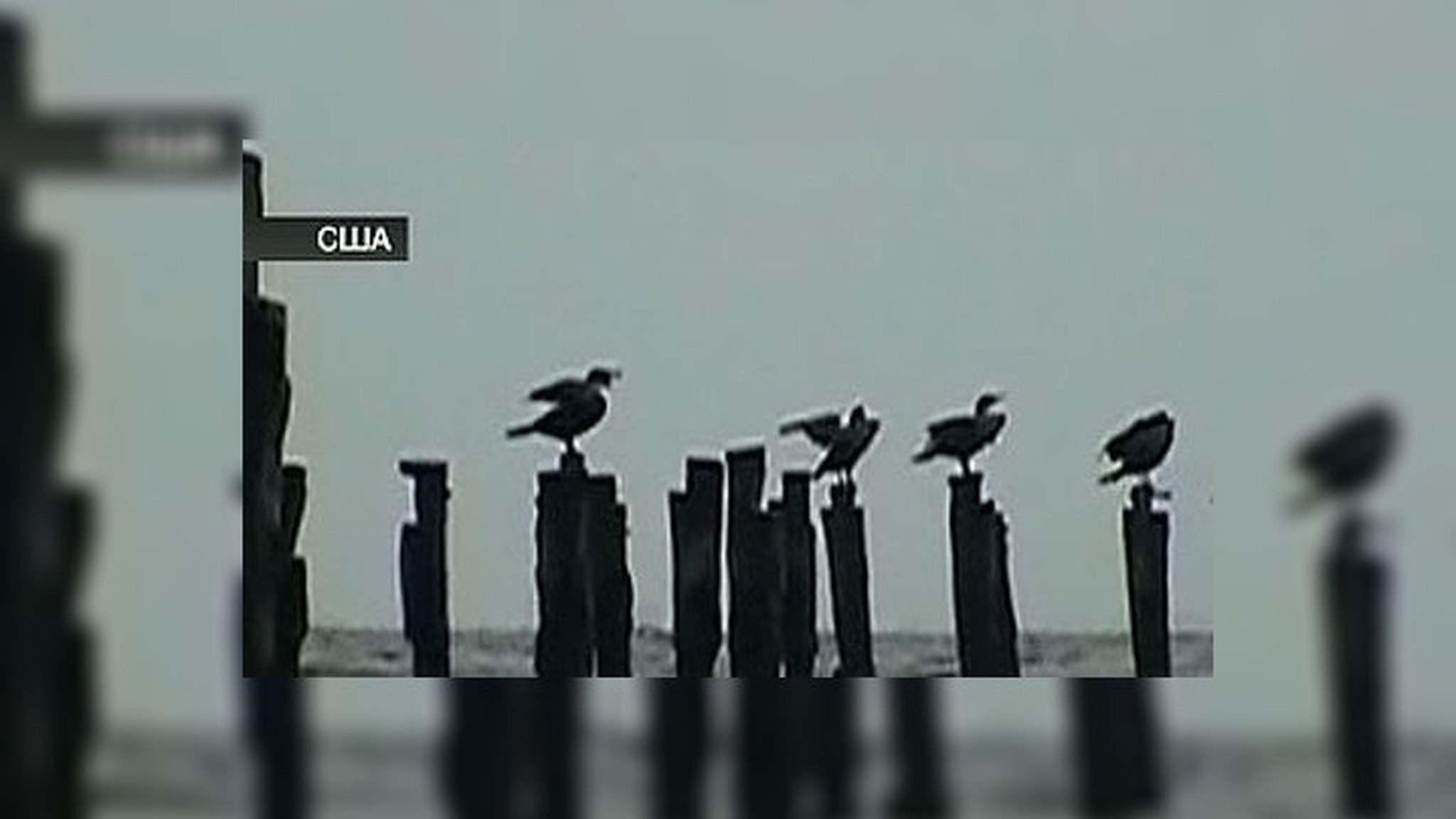 В Лондоне любовь к птицам вылилась в миллионы