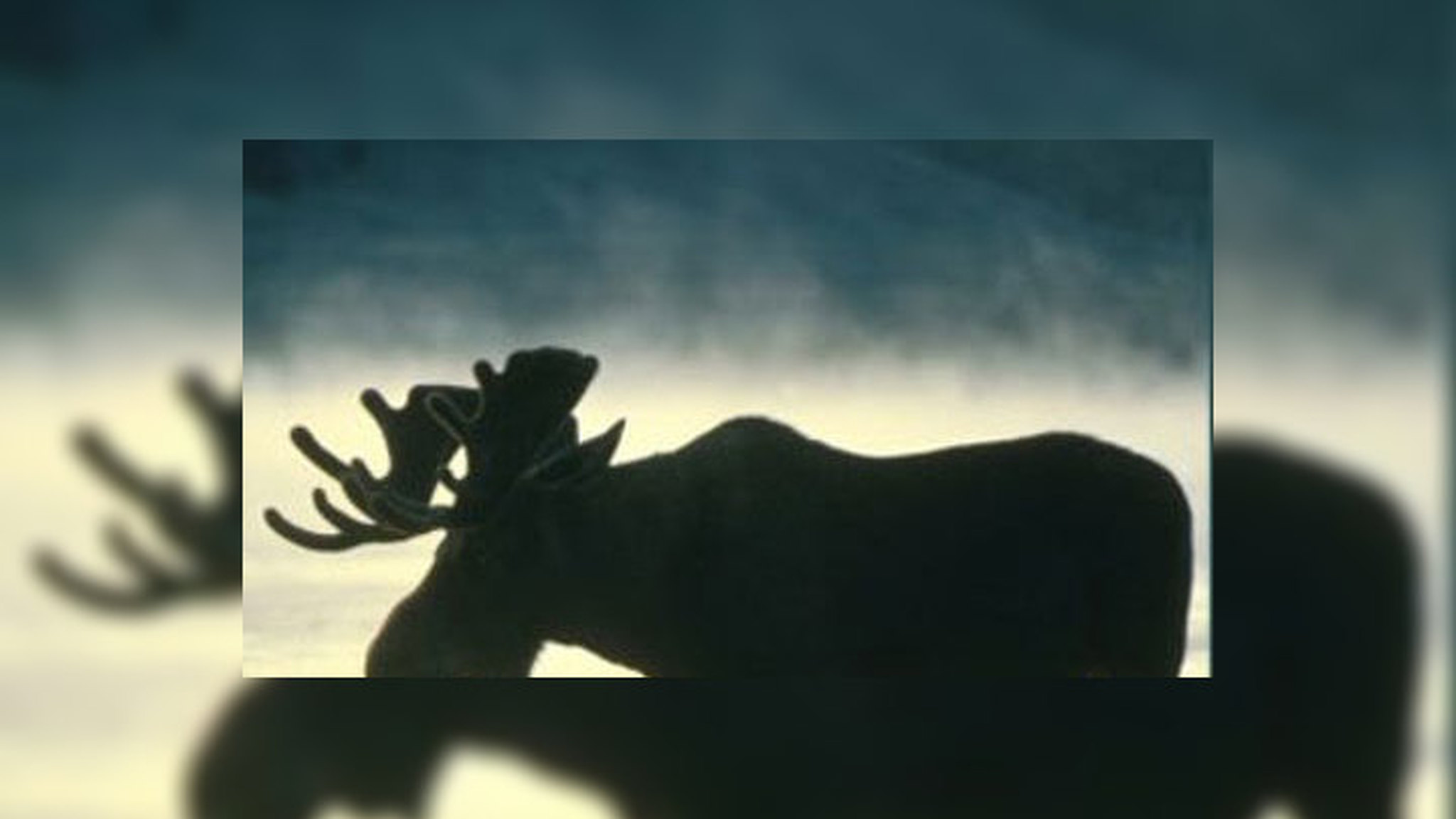 В Ульяновской области пьяные отдыхающие насмерть забили лосенка