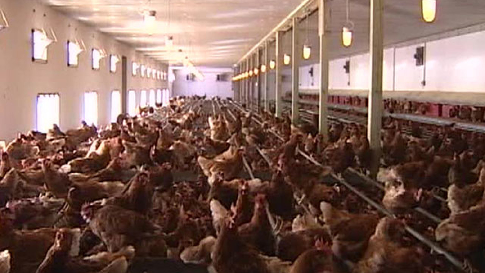 Немцы больше полугода питались "ядовитыми" продуктами