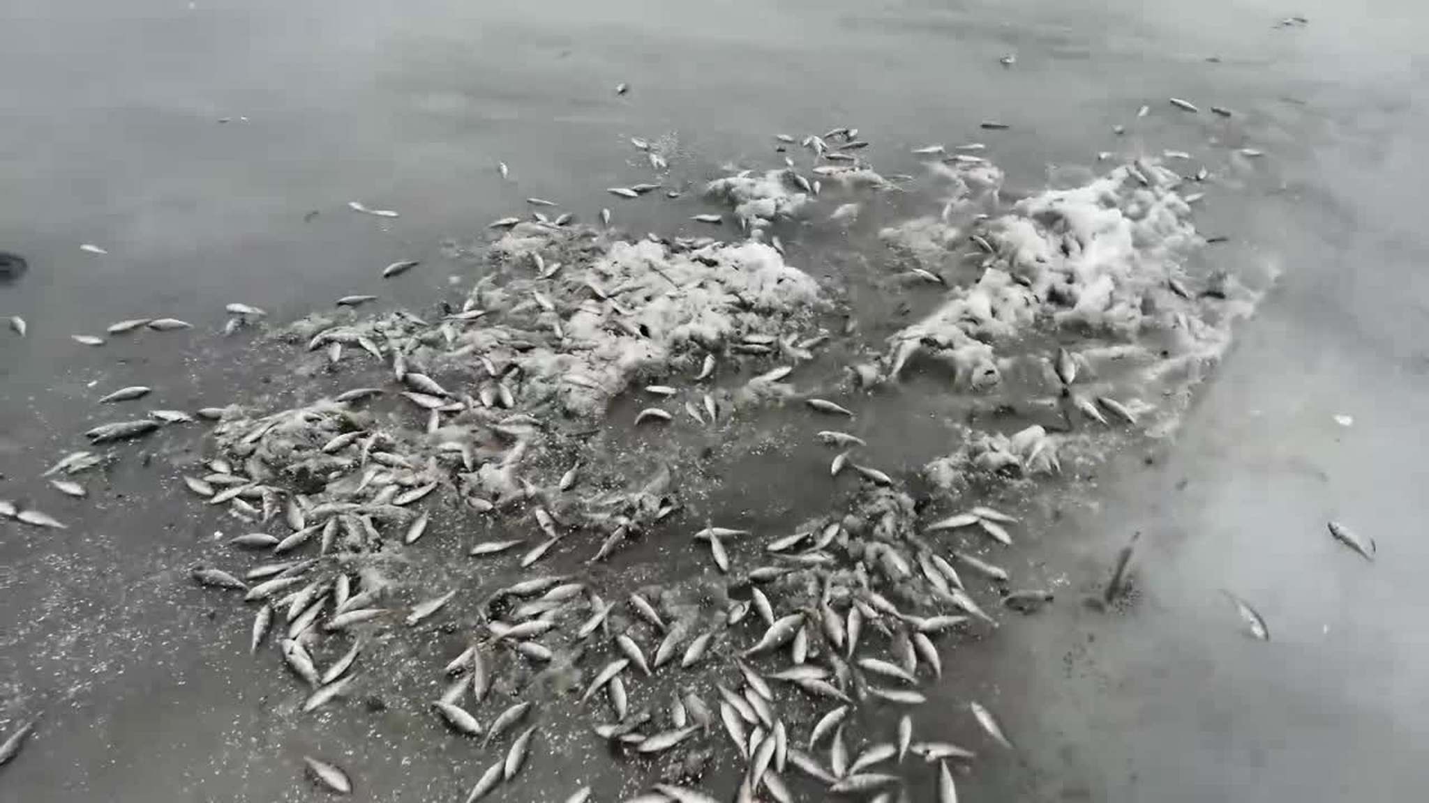 На водохранилище под Челябинском второй раз за месяц массово гибнет рыба