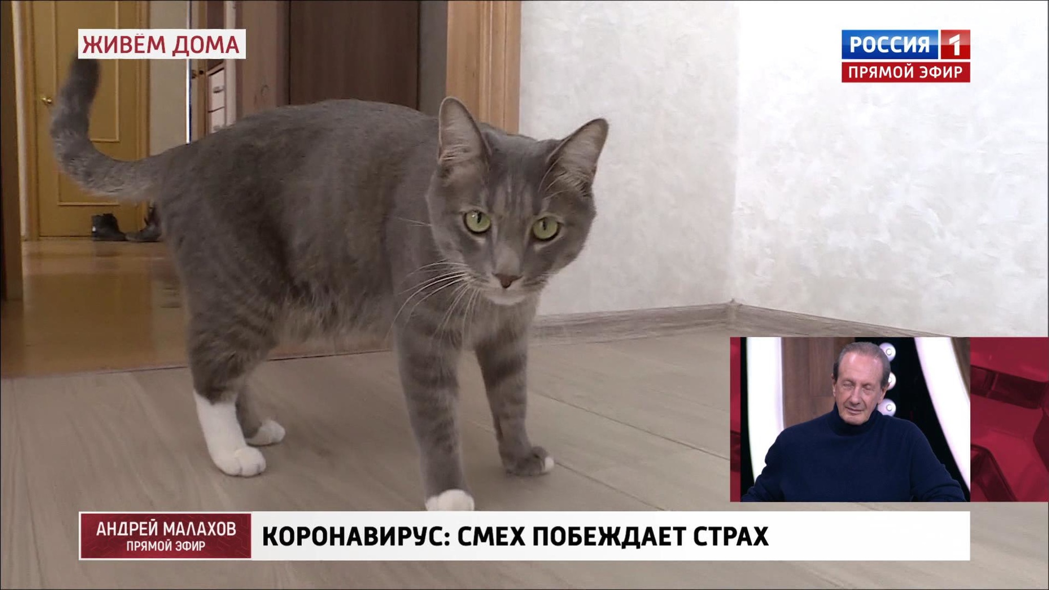 Кот-оберег Димон от коронавируса за шесть миллионов рублей