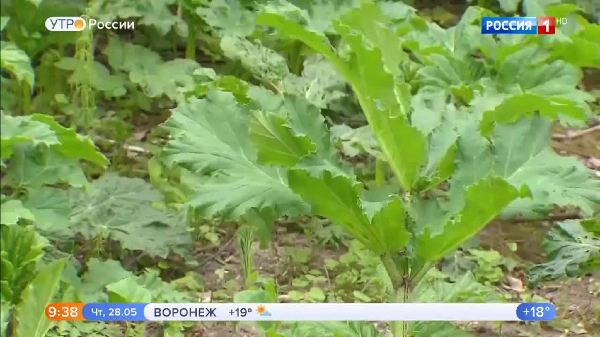 Эфир от 28.05.2020 (09:30)