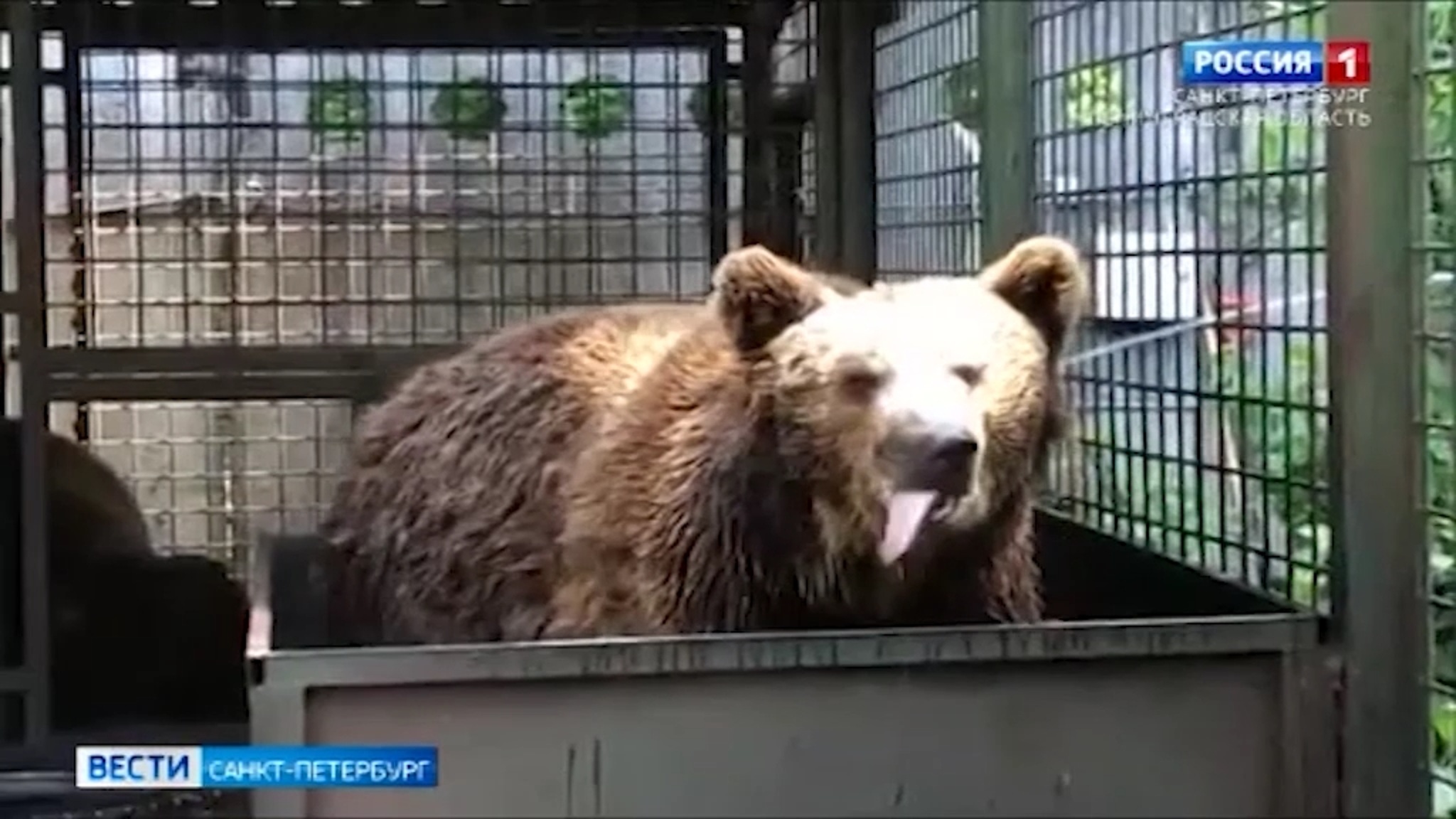 Водные процедуры спасают медведя Носика от жары