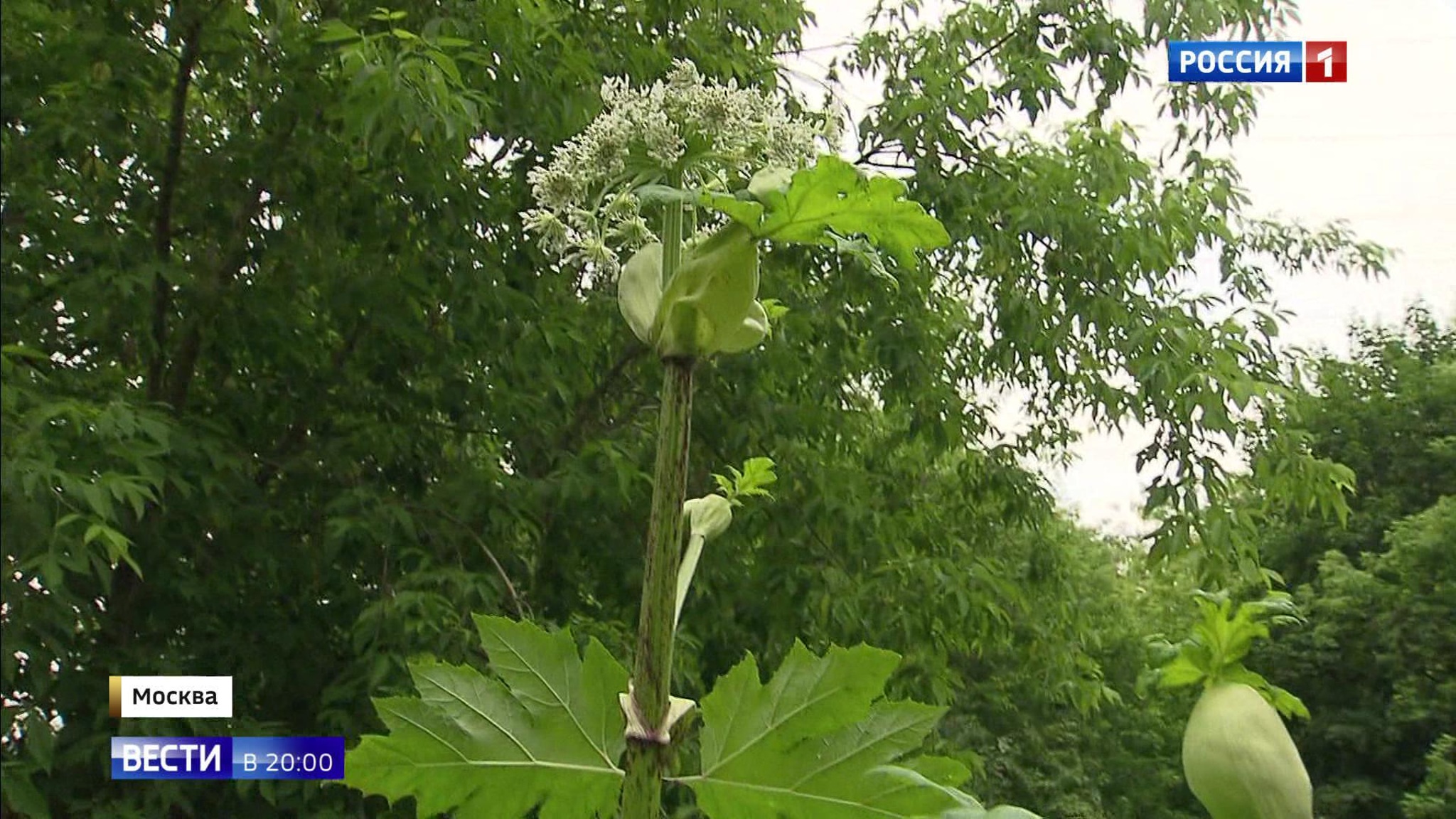 Эфир от 02.07.2020
