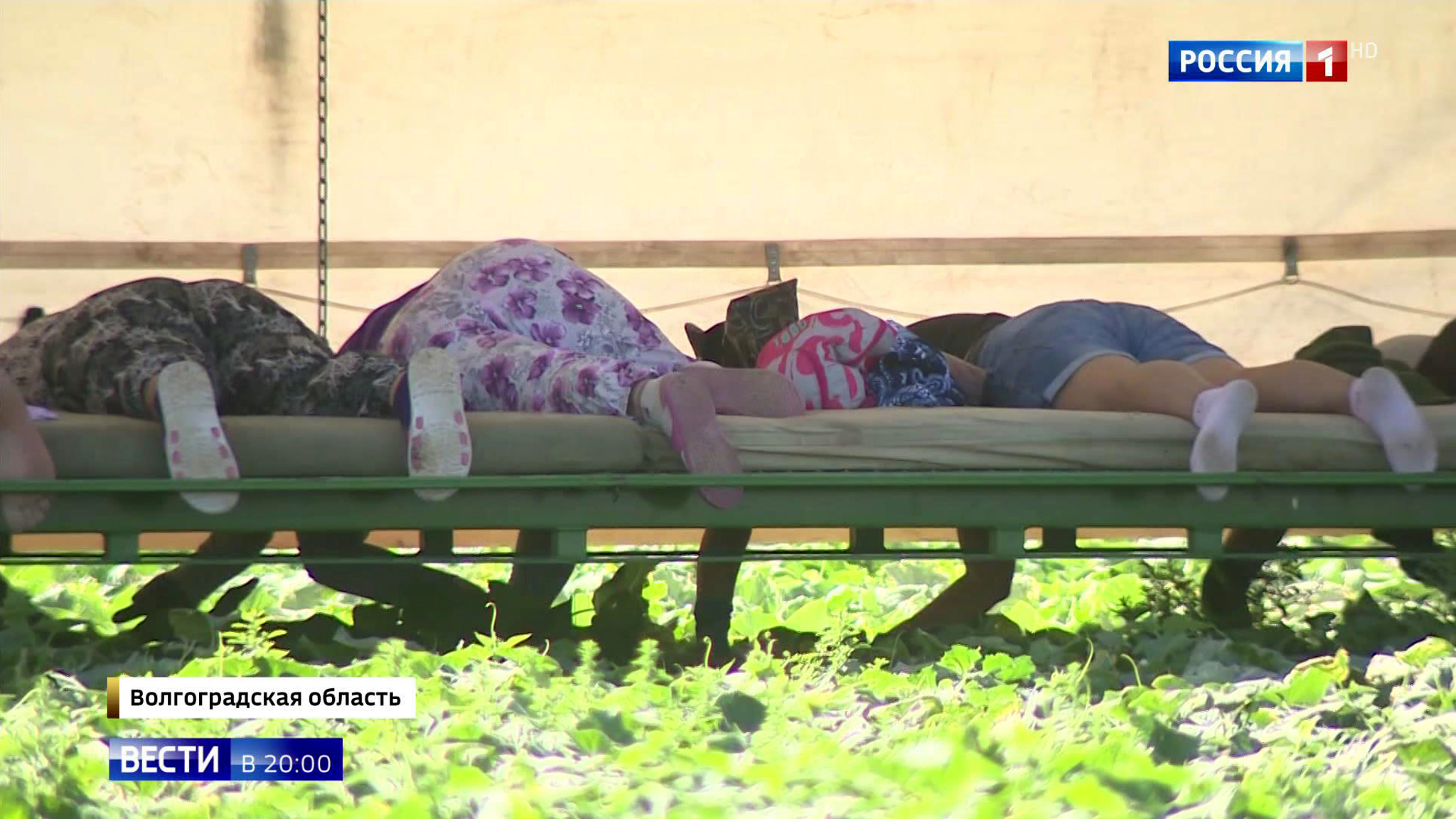 Испытание на выносливость: при сборе урожая в Донском регионе проявляют изобретательность