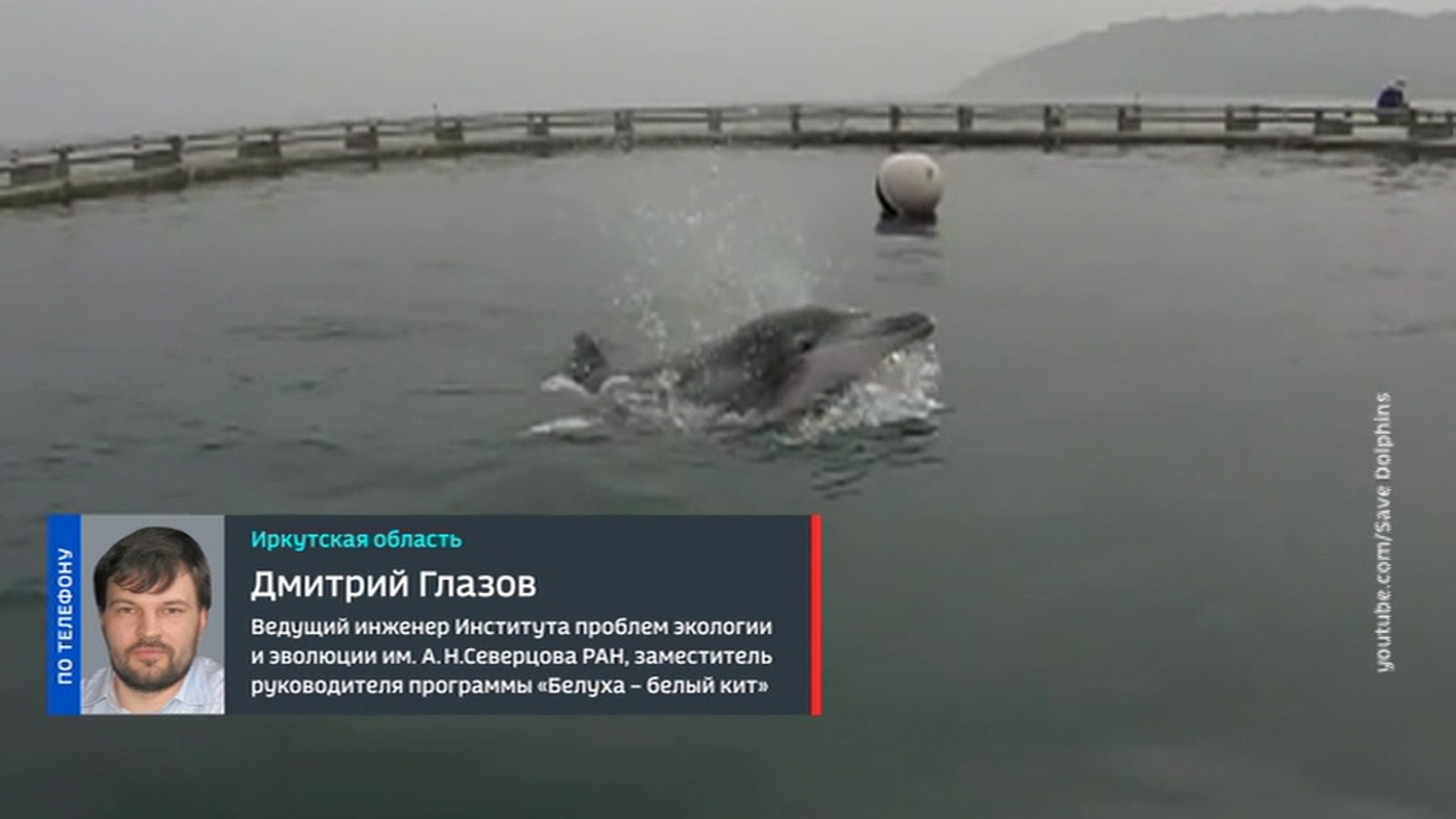 Россию вновь обвиняют в использовании боевых дельфинов