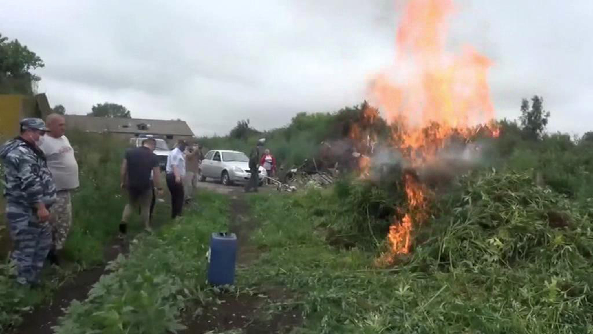 Тонны конопли ликвидировали на подмосковном участке