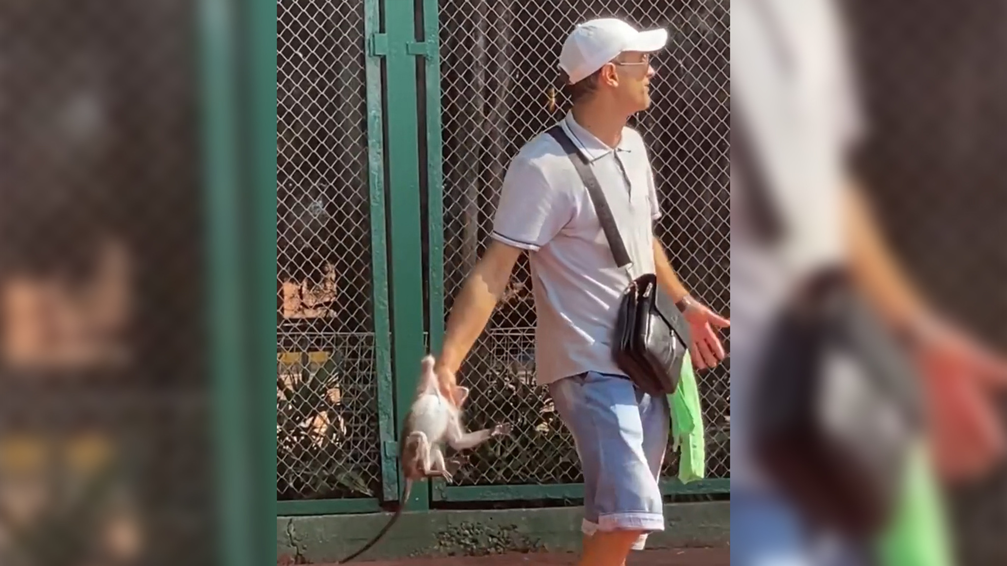 Издевательство над обезьянкой возмутило сочинцев