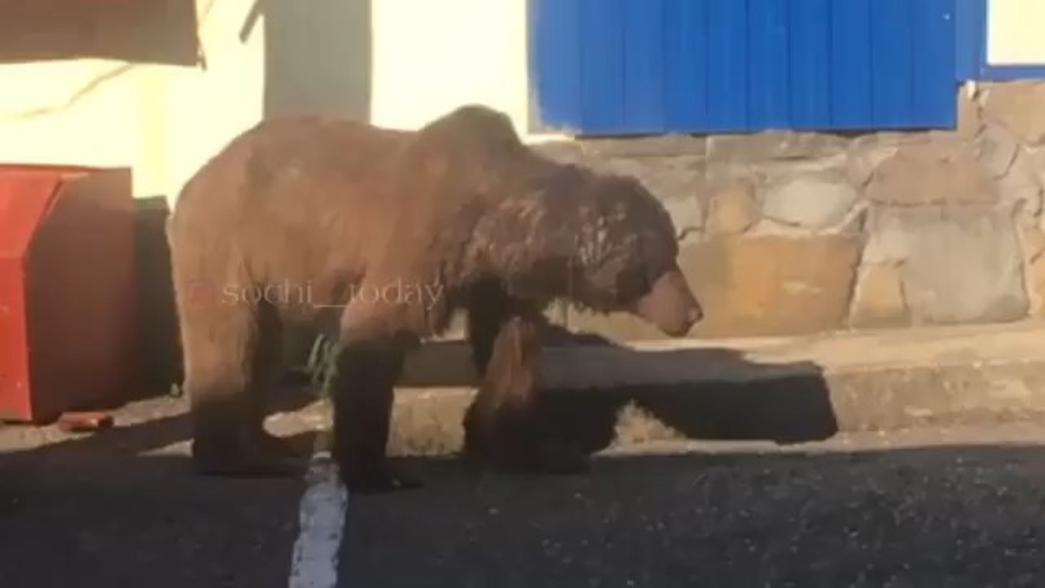 Медведь зашел в гости к сотрудникам ГИБДД в Сочи