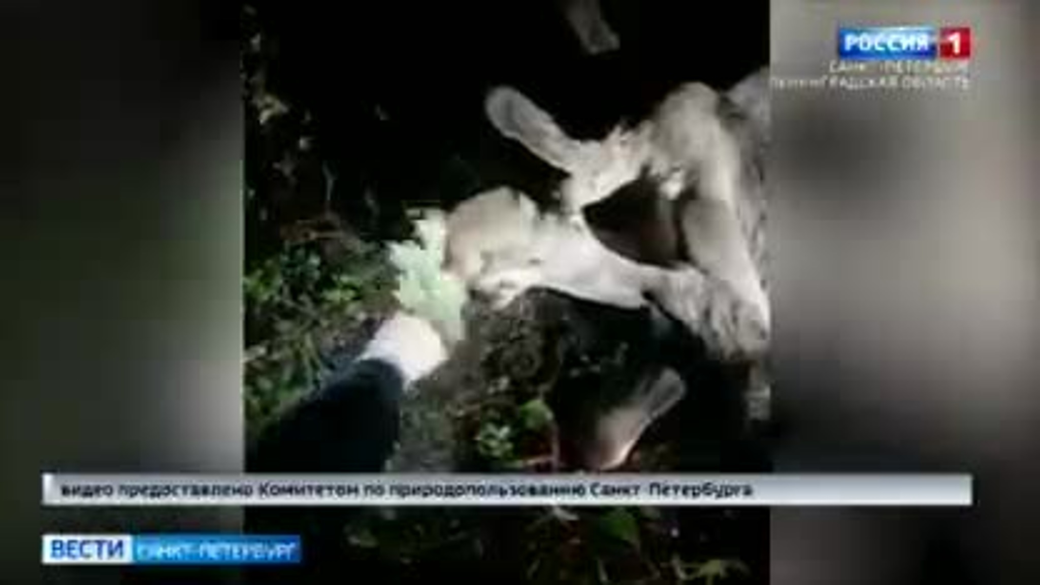 Пришел в себя, поел травы и ушел: в Сестрорецке спасли плывущего лося