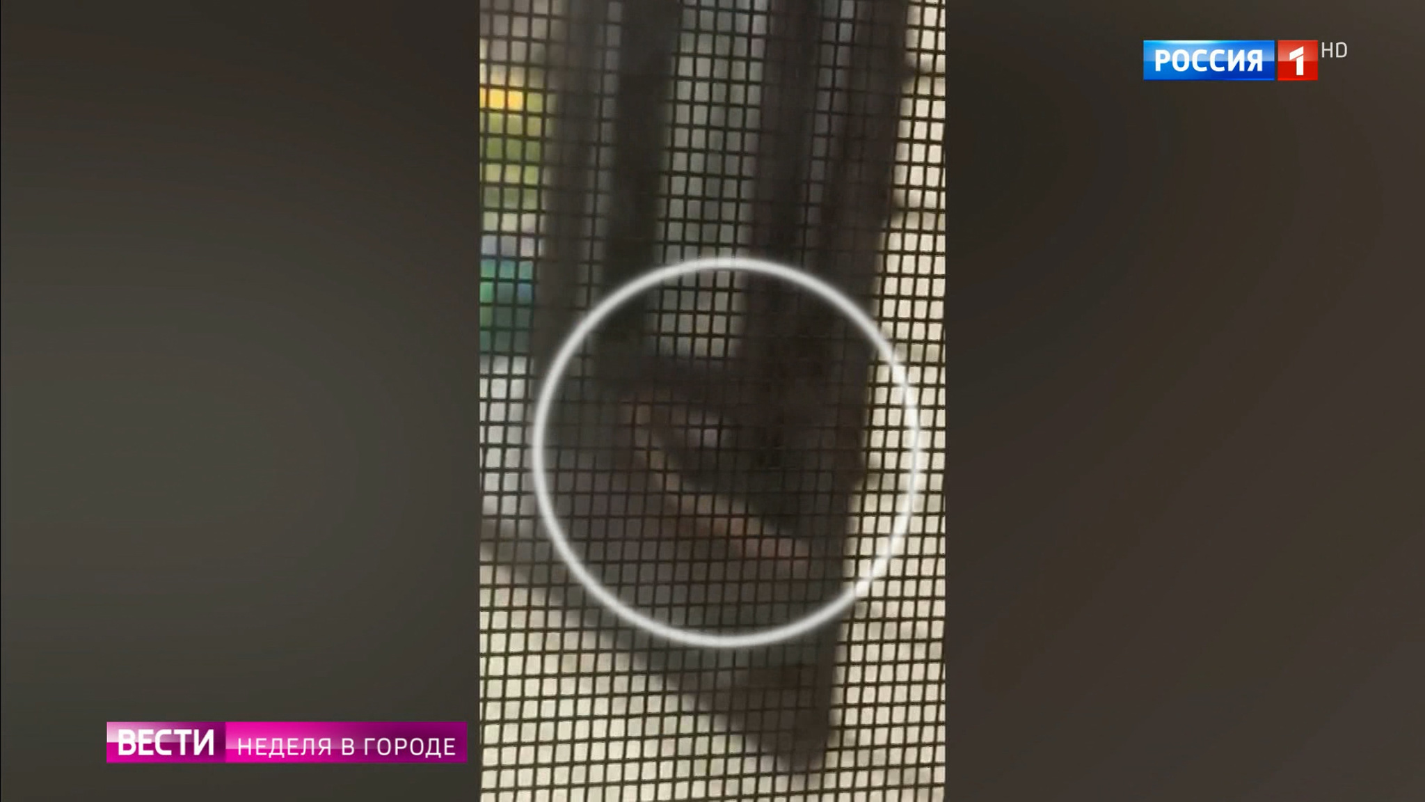 Жильцов подмосковной многоэтажки держит в страхе сбежавший удав