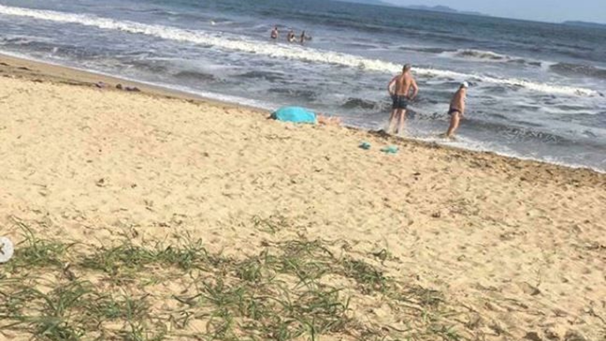 В Приморье после массовой гибели морских птиц проверят воду