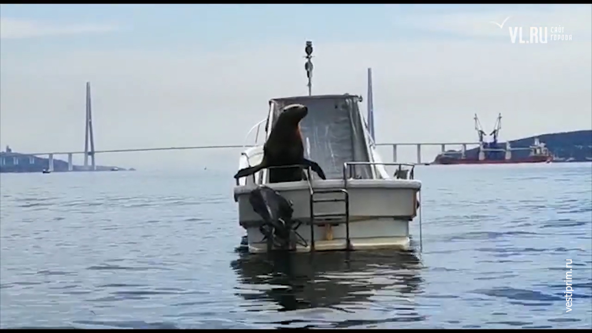 Появилось видео, как сивуч забрался на катер