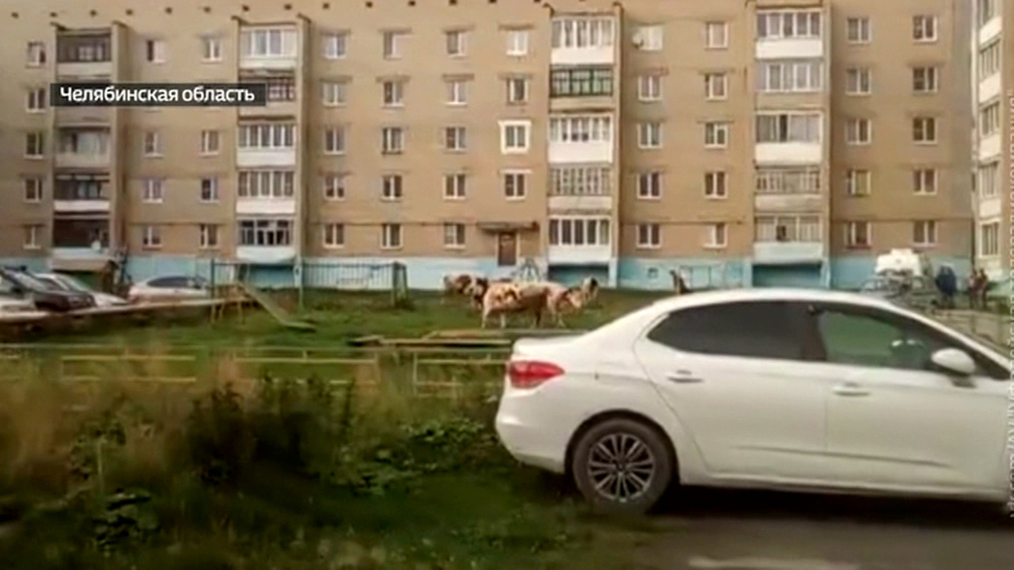 В Челябинской области стадо коров на детской площадке напало на людей