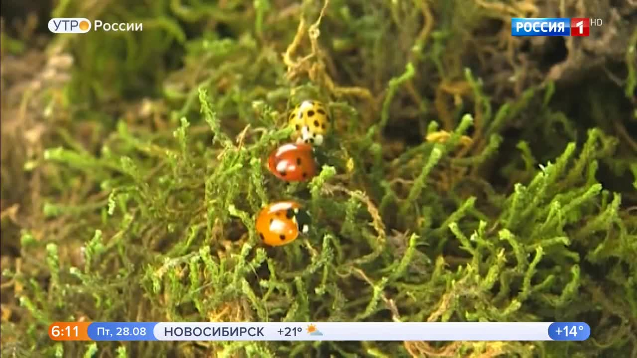 Эфир от 28.08.2020 (05:00)