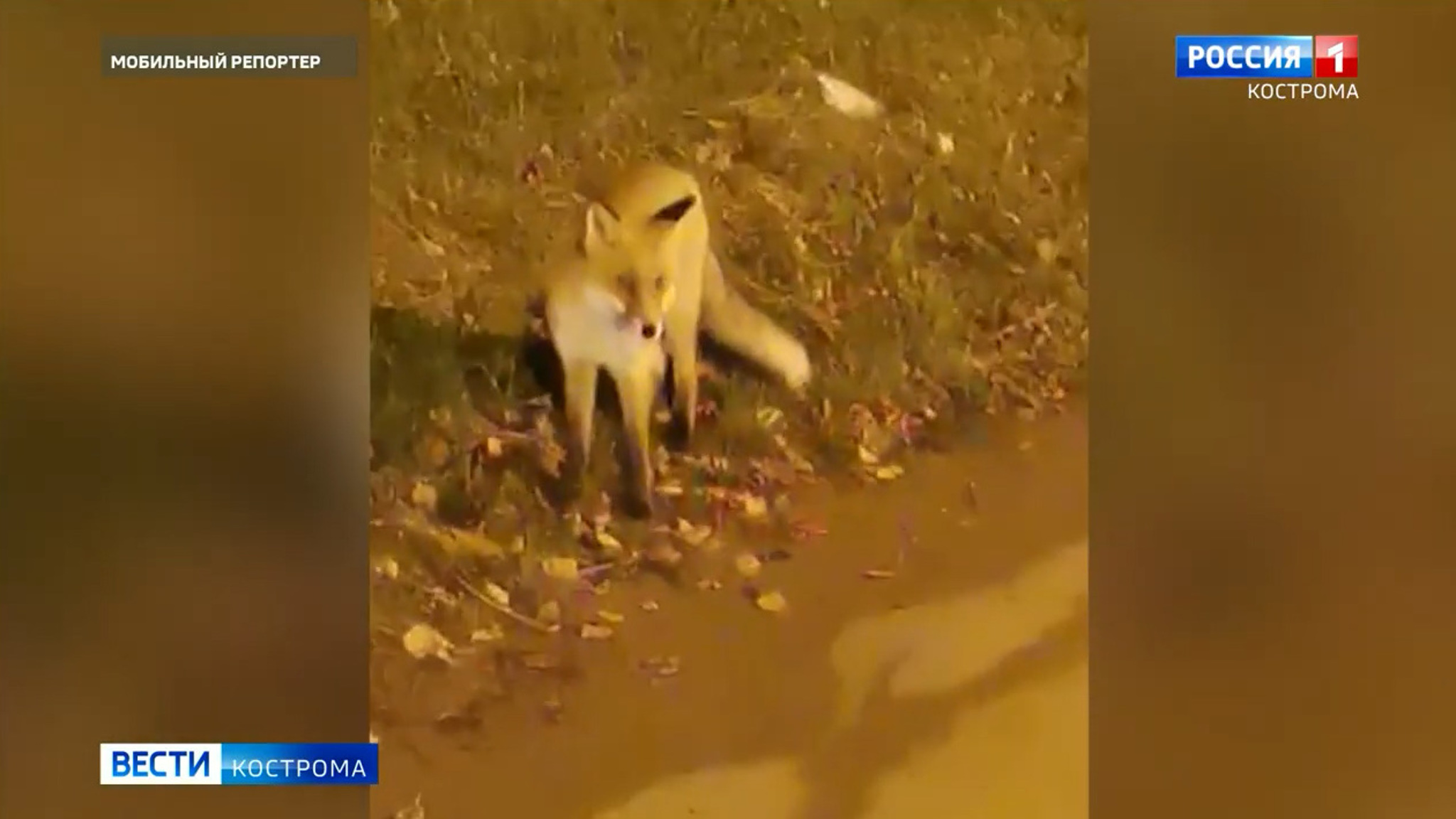 Осмелевшие лисы гуляют по улицам костромских сел и городов