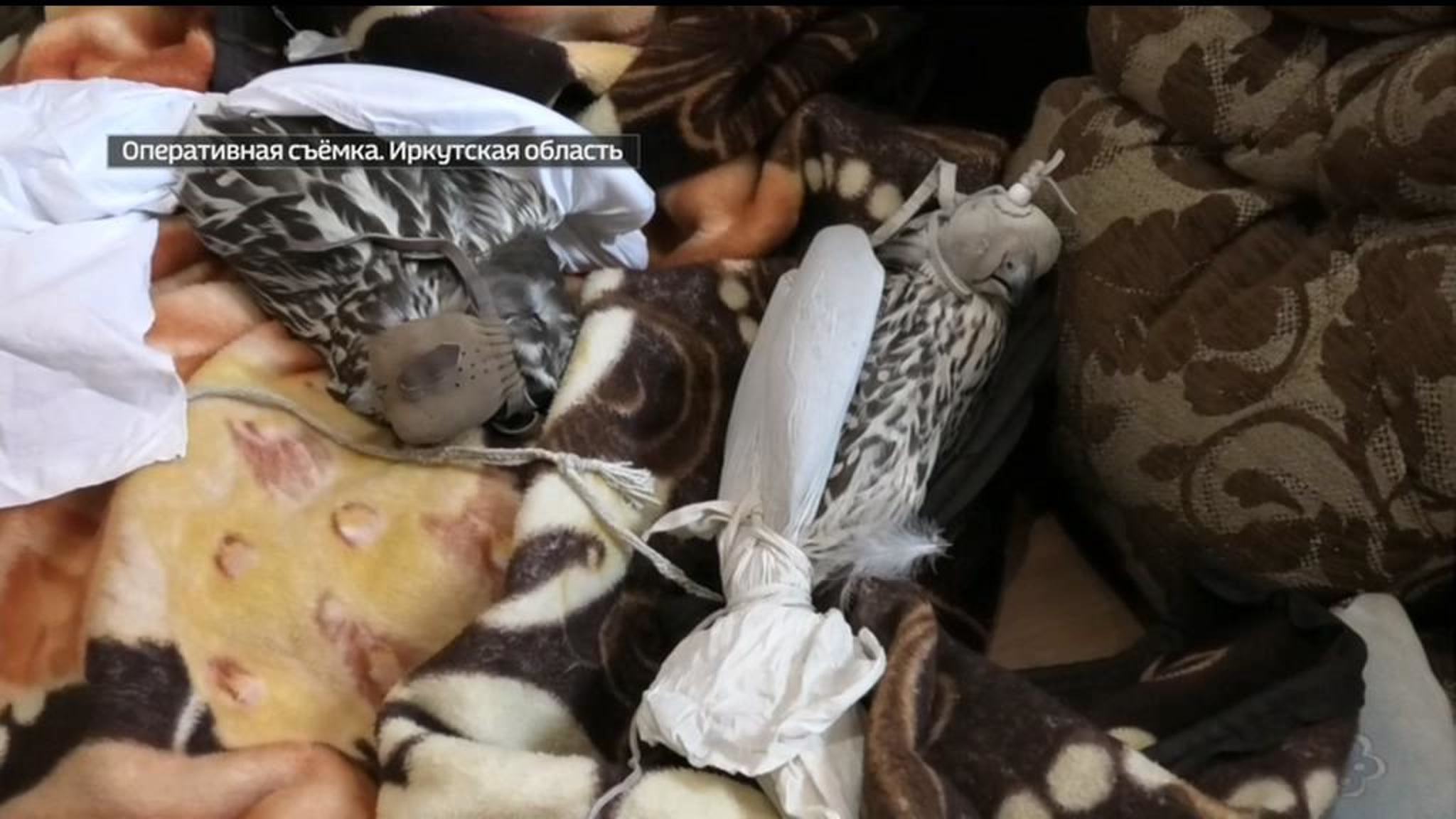 Под Иркутском поймали нелегальных охотников на краснокнижных соколов