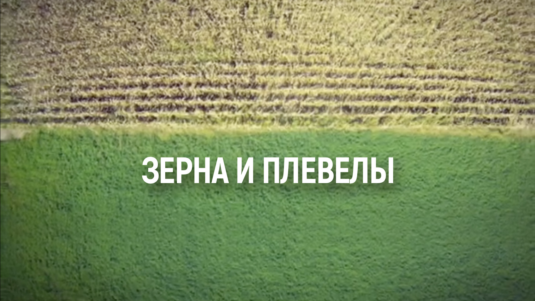 Зерна и плевелы