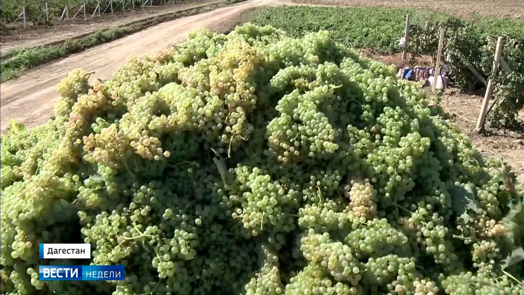 "На каждого Наполеона найдется Багратион": алкогольное импортозамещение