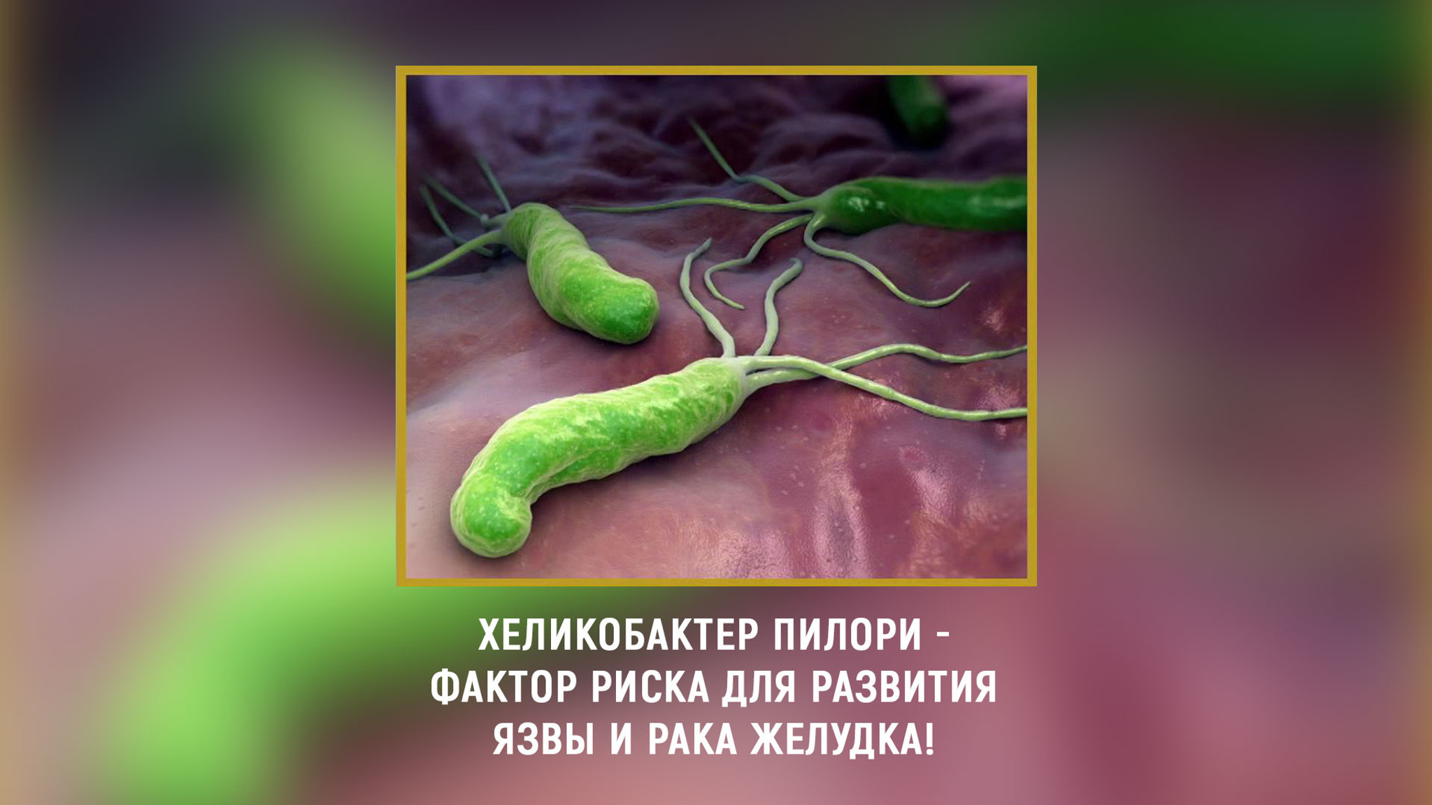 Хеликобактер пилори: лечить или не лечить – вот в чем вопрос