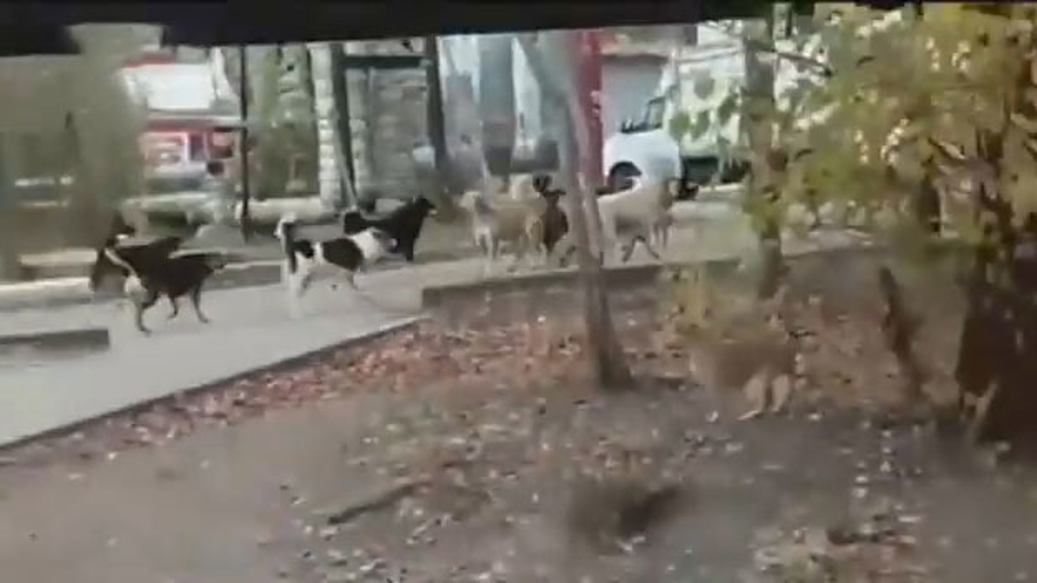 Бродячие собаки атаковали поселок в Саратовской области