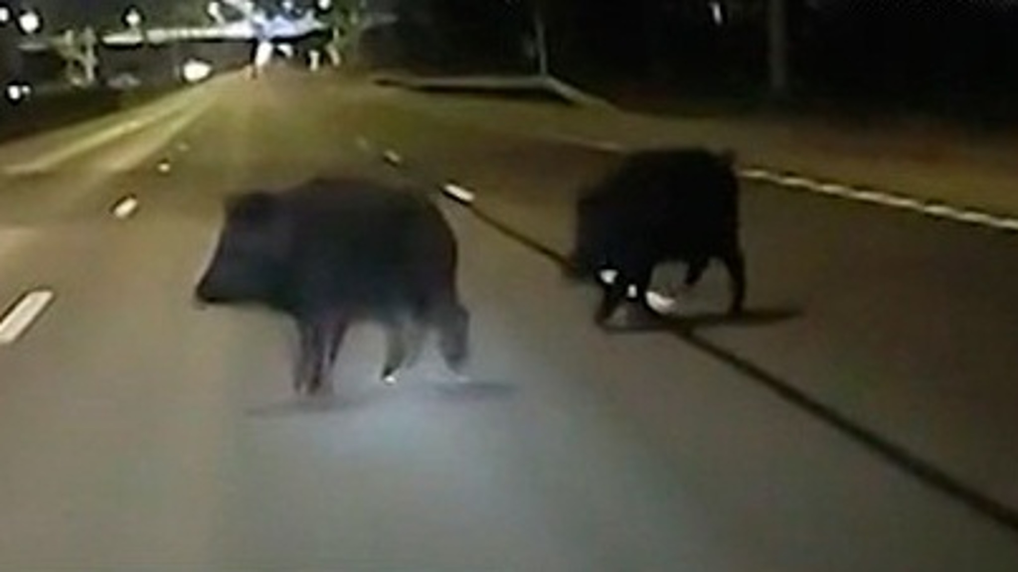 В Гатчине чудом удалось избежать ДТП с участием диких кабанов