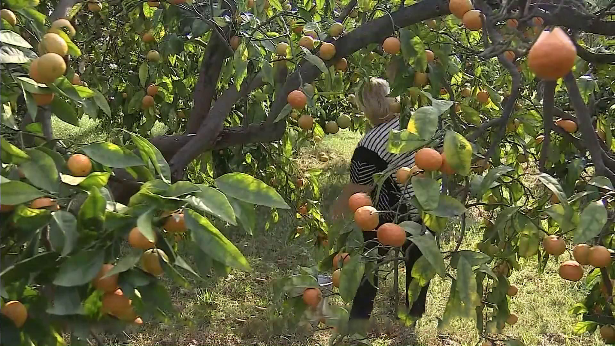 Самый новогодний фрукт – цитрусовых к празднику хватит всем