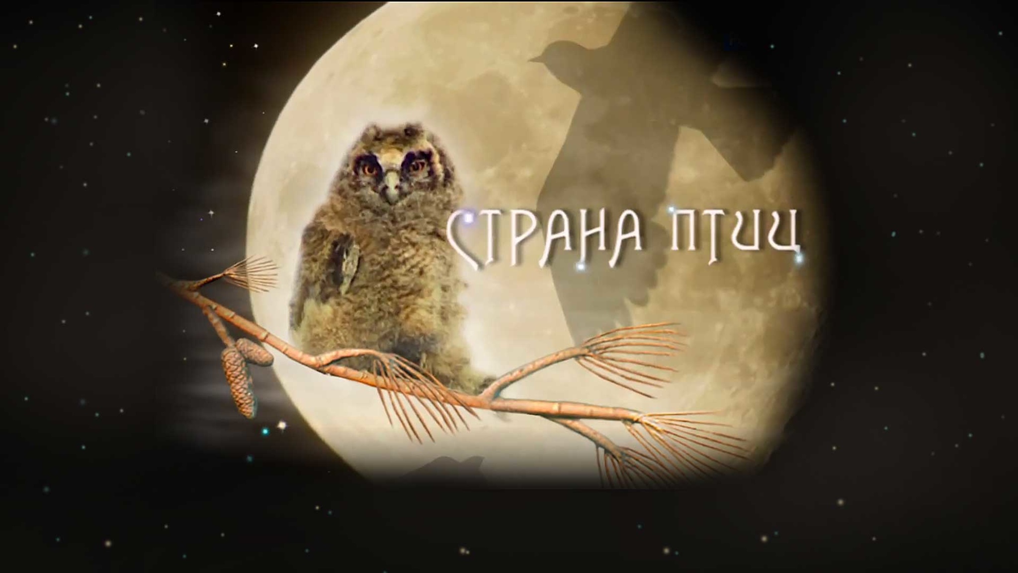 Страна птиц