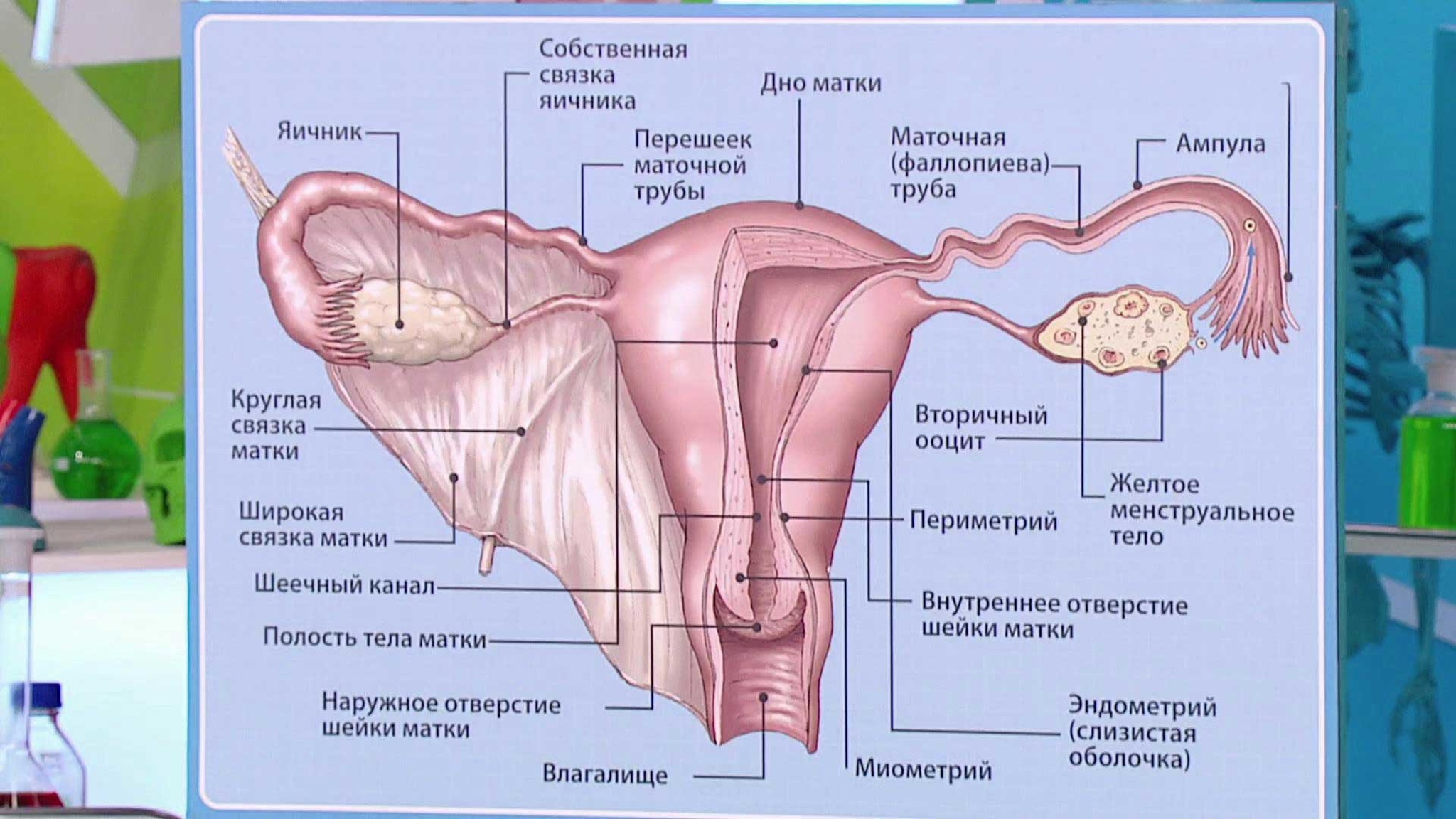 Воспаление придатков: мифы и реальность