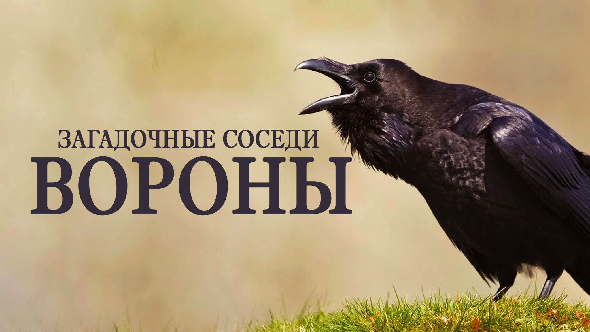 Загадочные соседи. Вороны