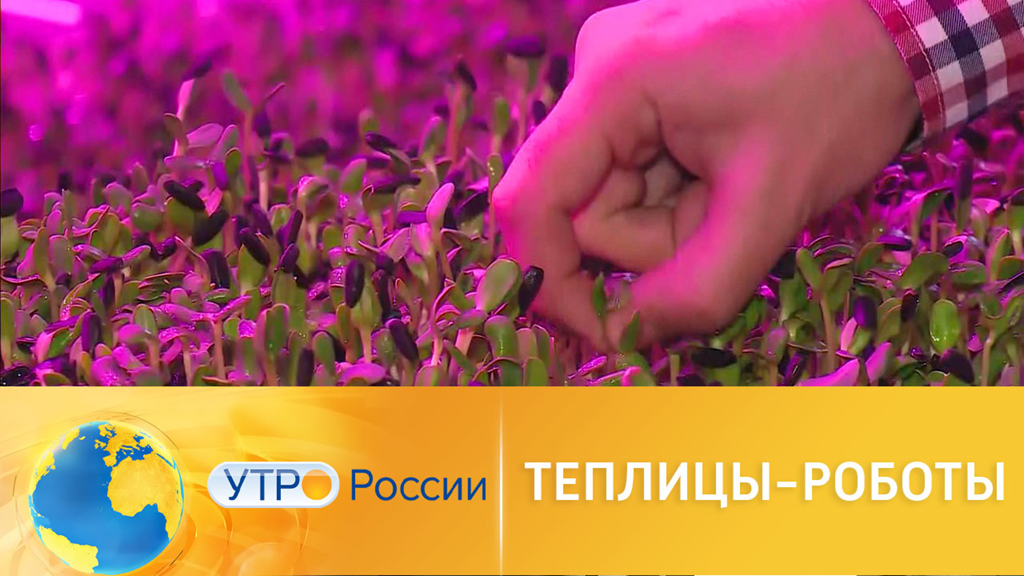 Новые технологии: теплицы-роботы приносят по 24 урожая в год