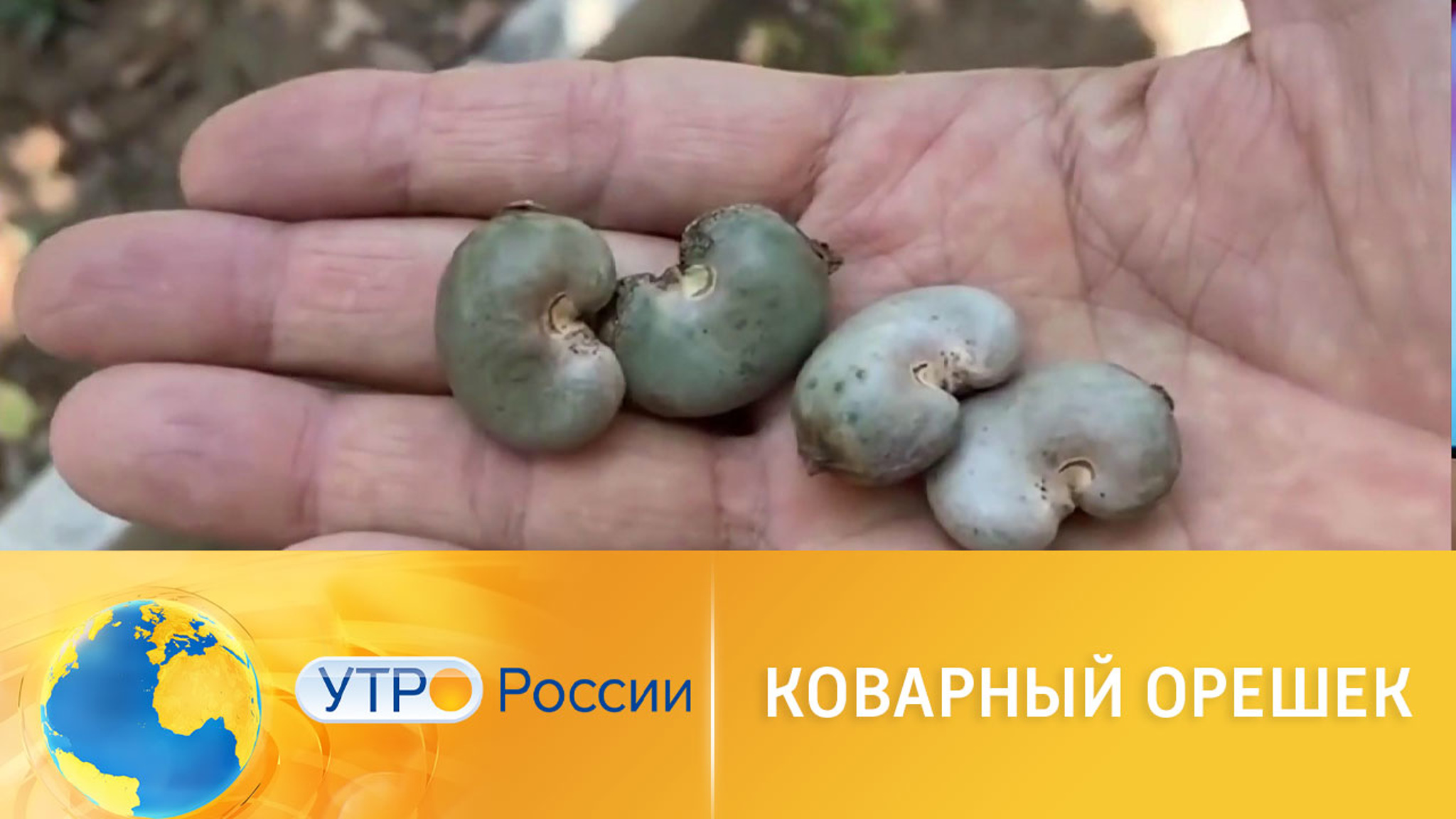 Коварный орешек: какие секреты хранит кешью