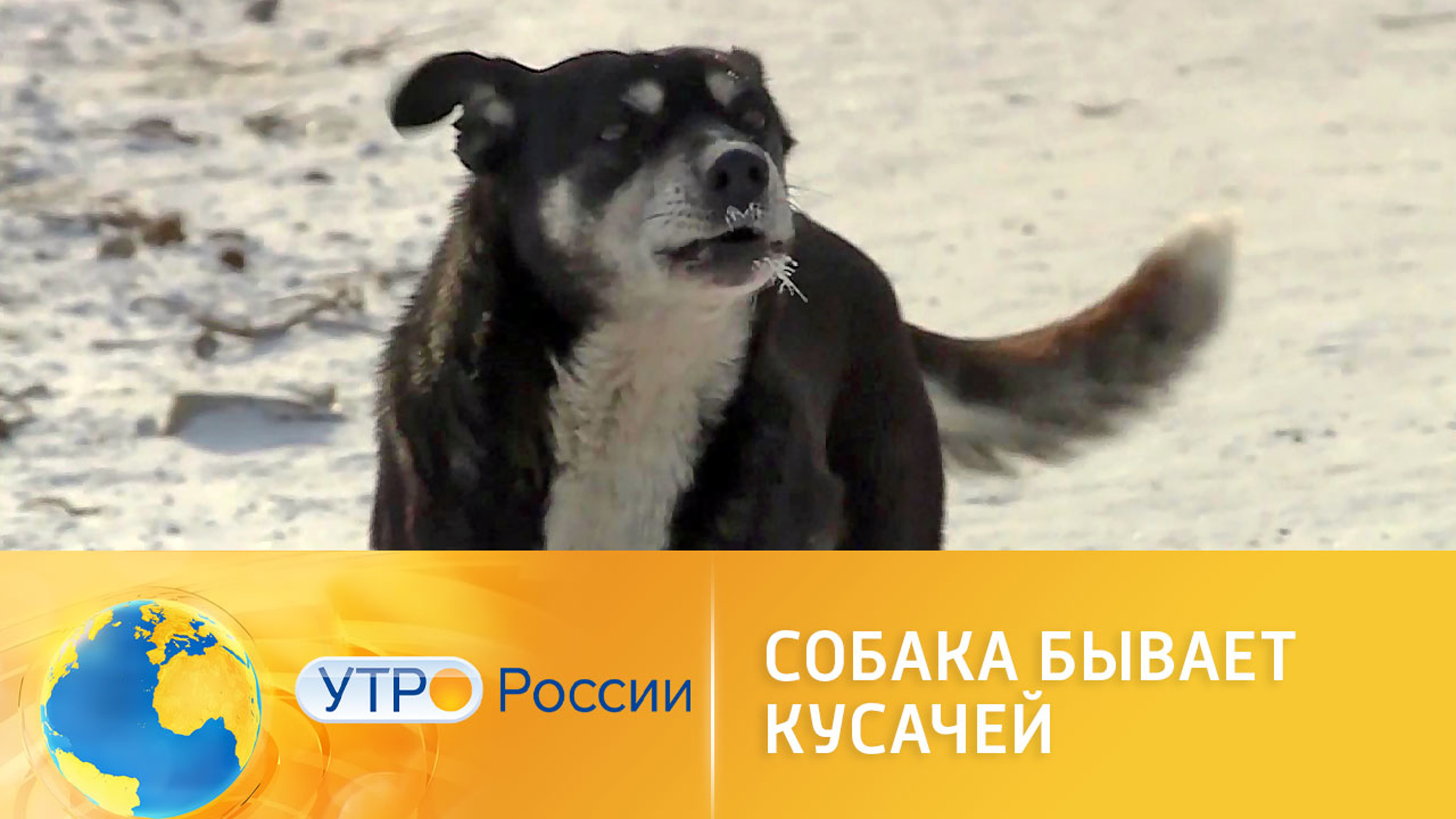 Собака бывает кусачей: бездомные животные как угроза населению