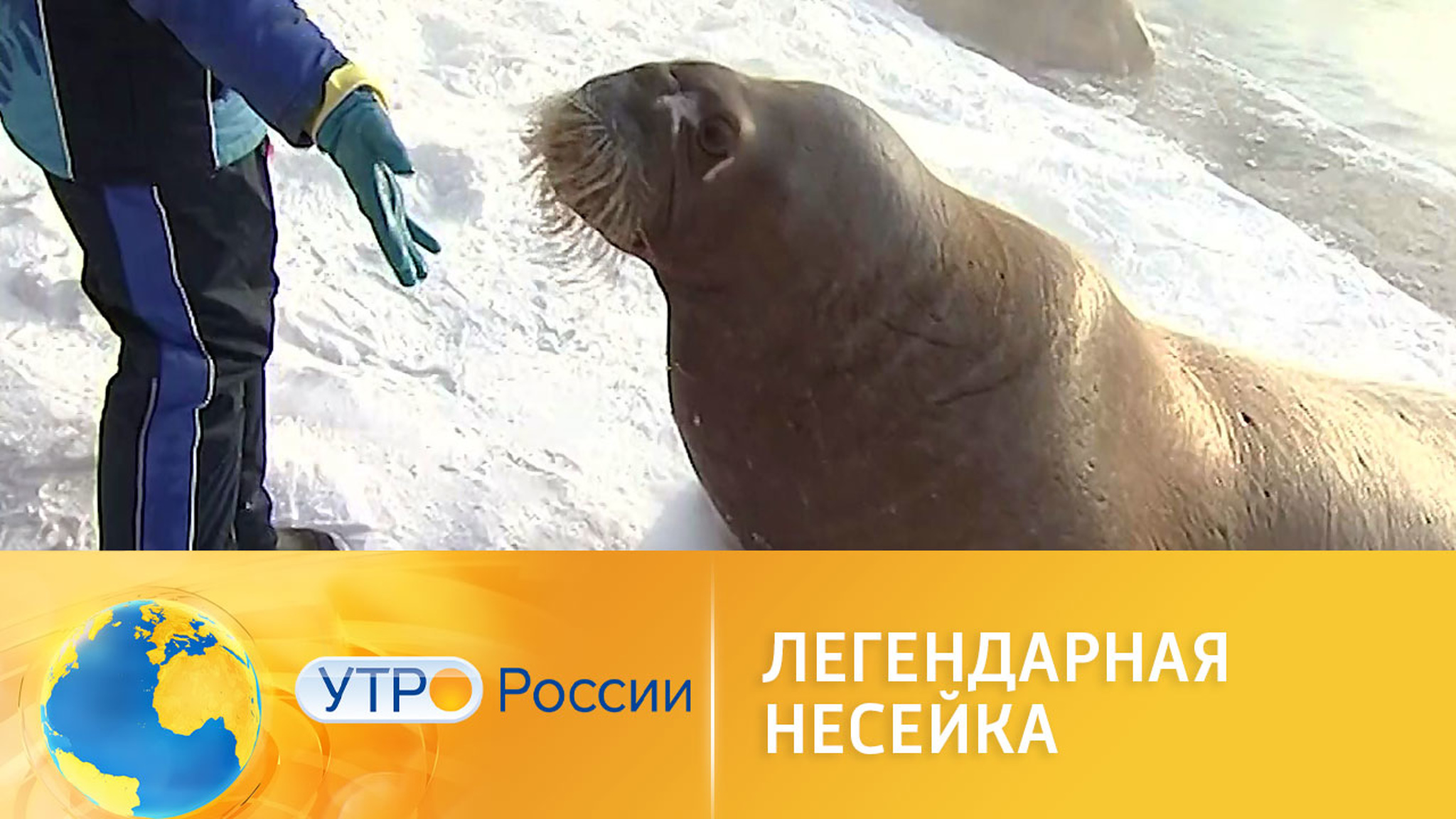 Легендарная Несейка: звезда зоопарка стала кинозвездой