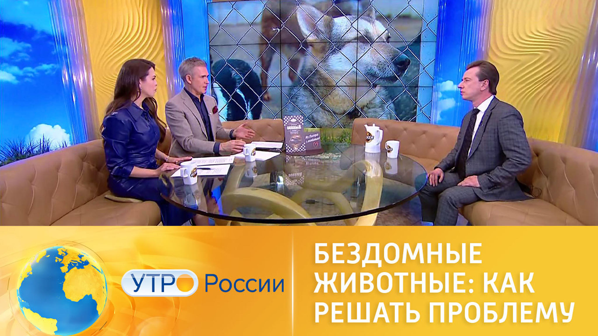 Бездомные животные: как решать проблему
