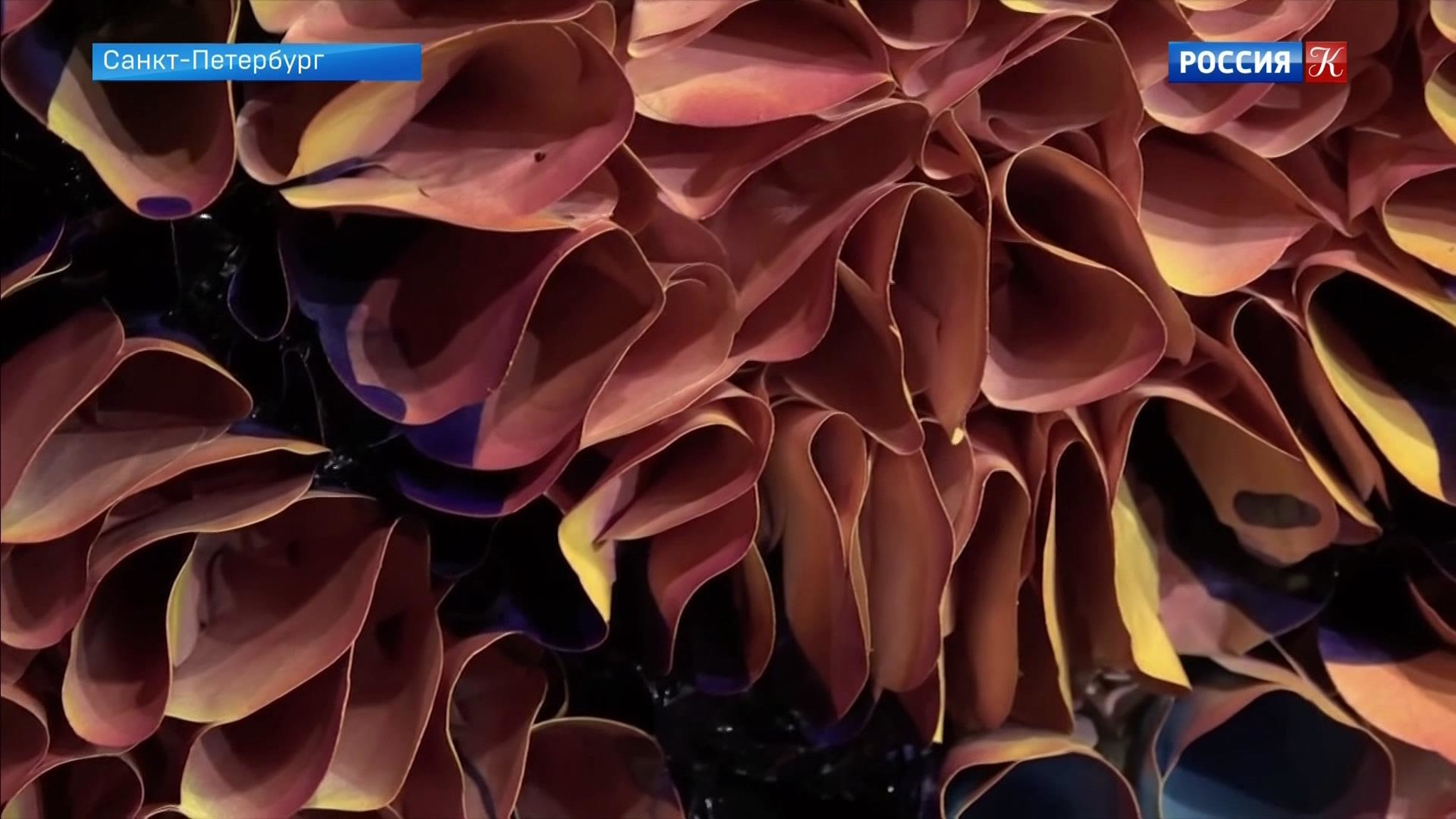 В музее Эрарта в Петербурге – выставка "Соцветие"