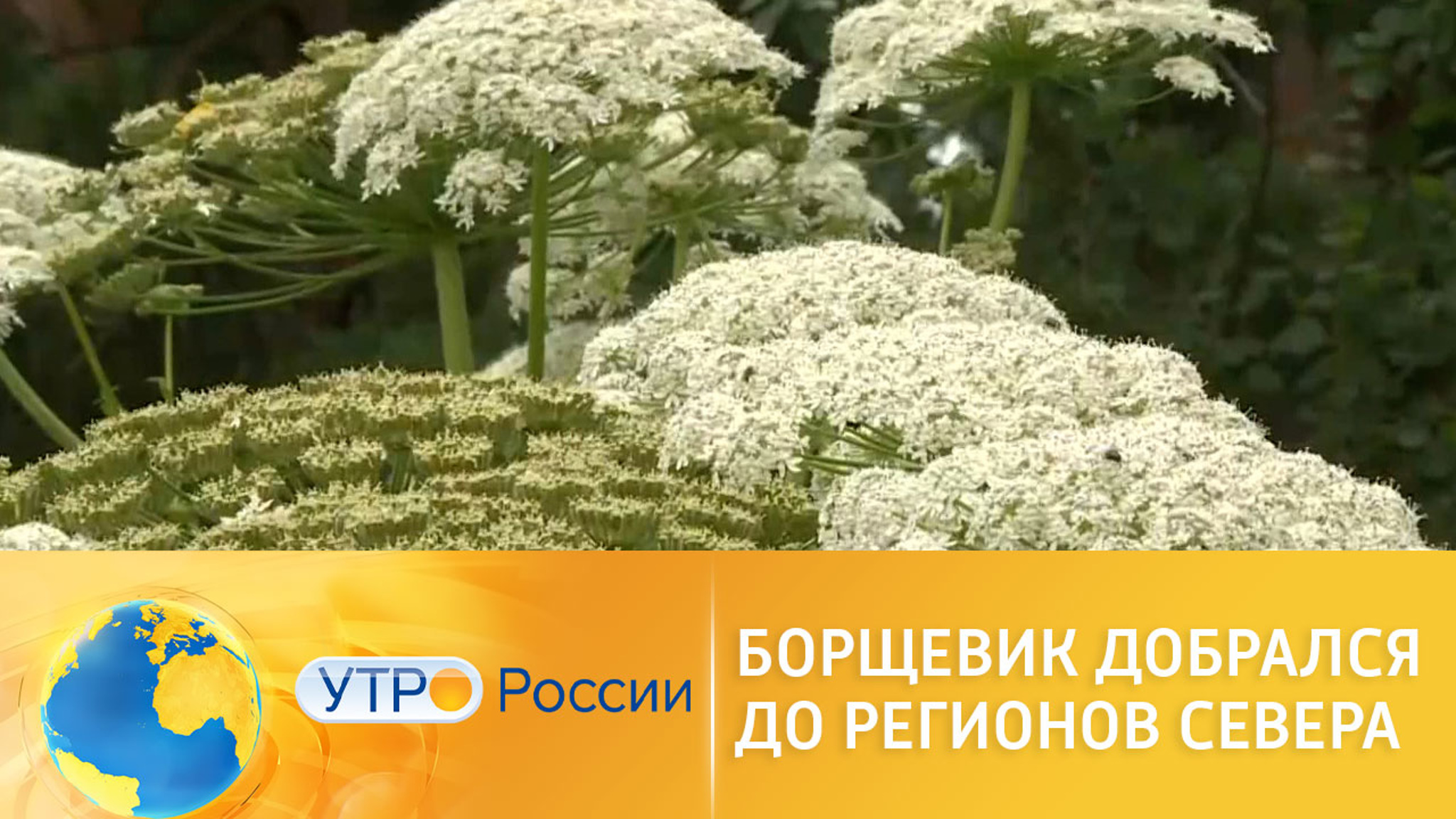 Регионы крайнего Севера и Арктики атаковали сорняки