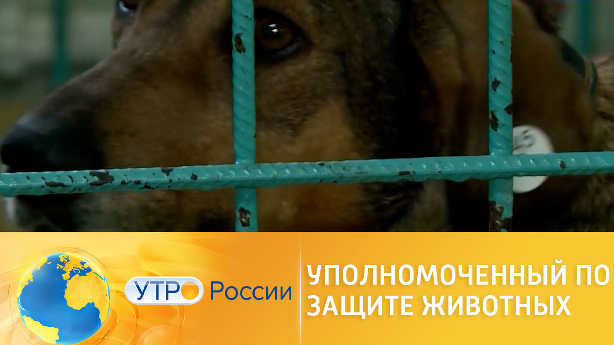 Кто такой инспектор по защите животных?