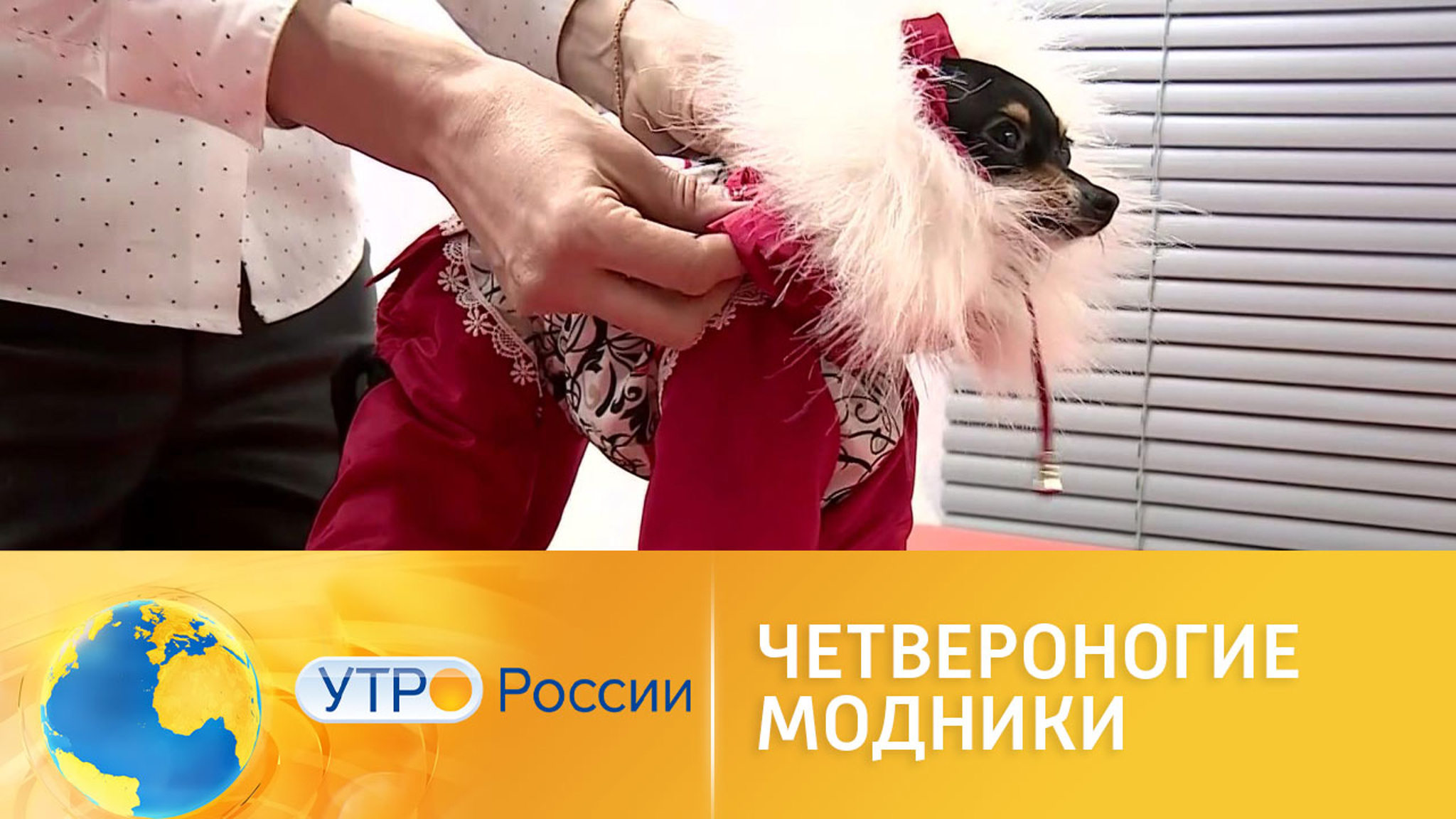 Четвероногие модники: чем утеплить питомца