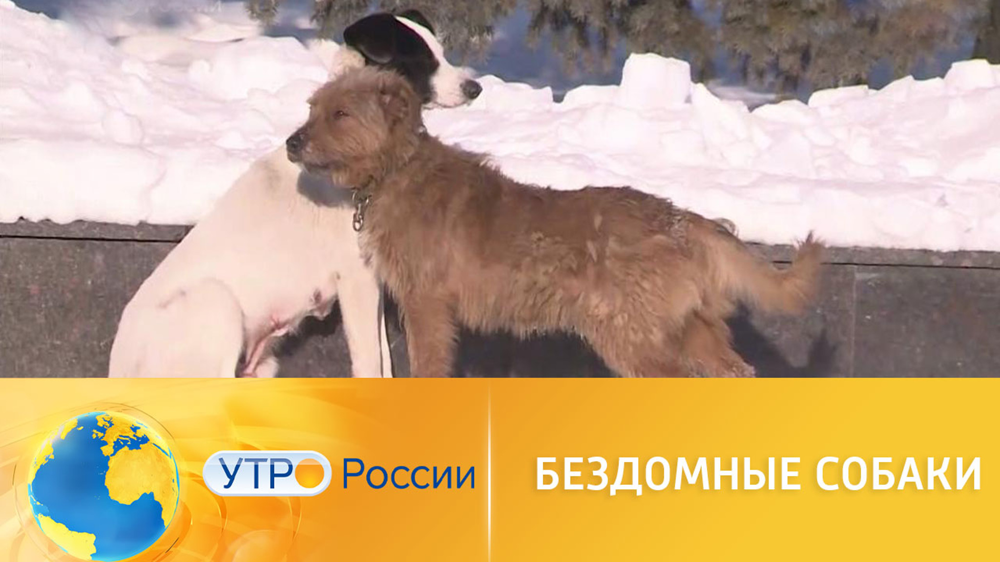 Нападения бездомных собак в Бурятии: продолжение расследования