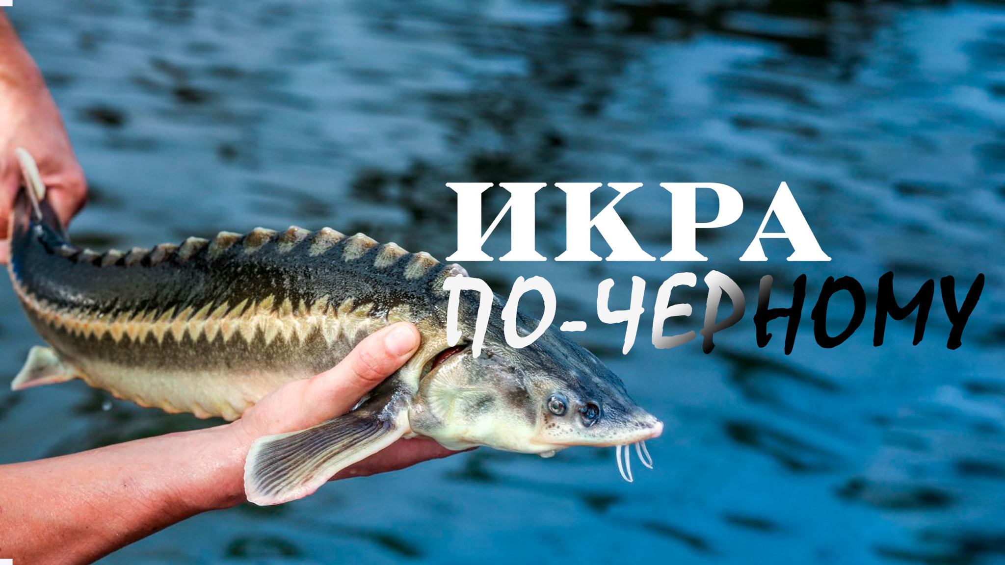 Икра по-черному