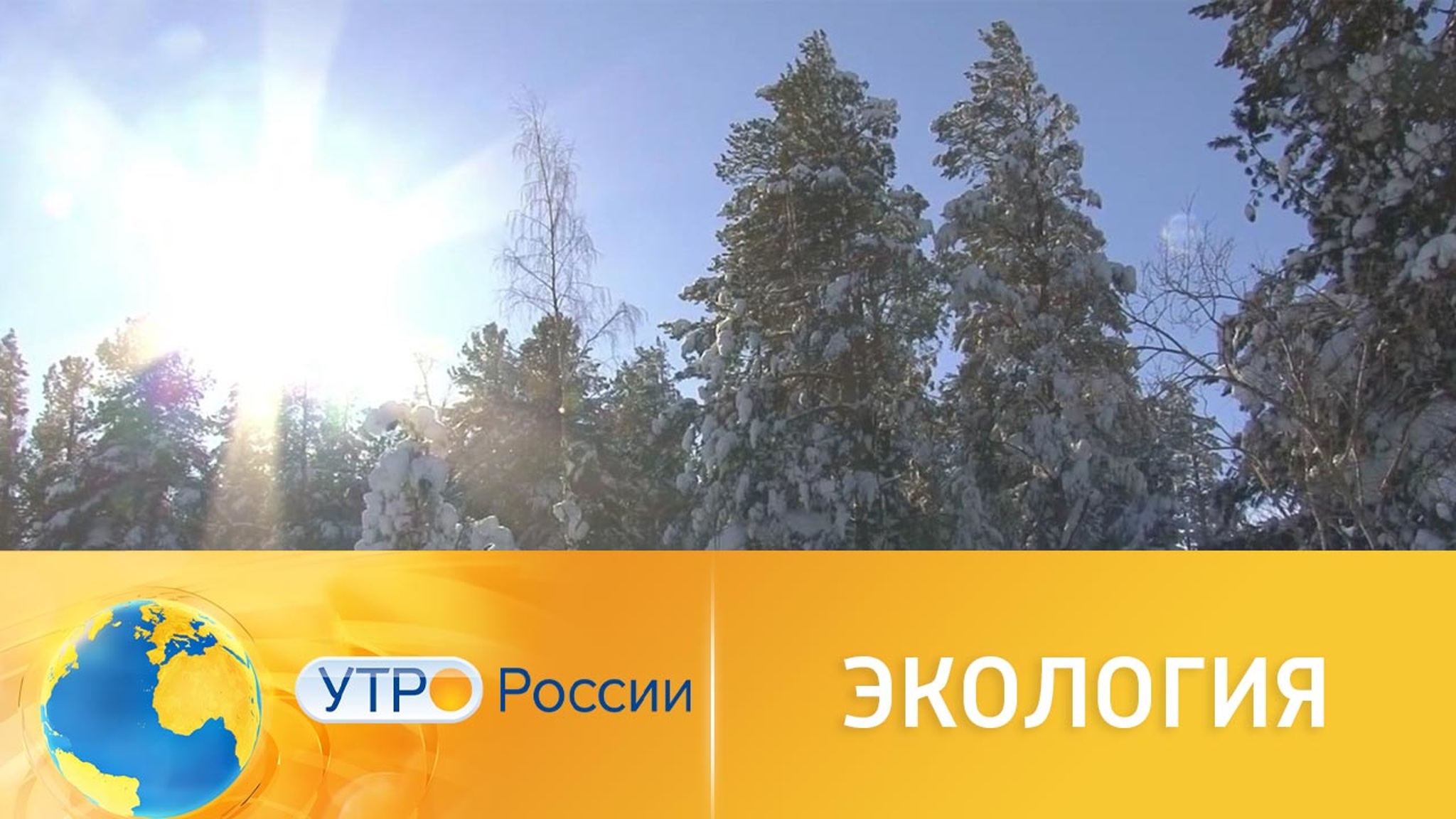 Нацпроект "Экология": как восстанавливают российский лес