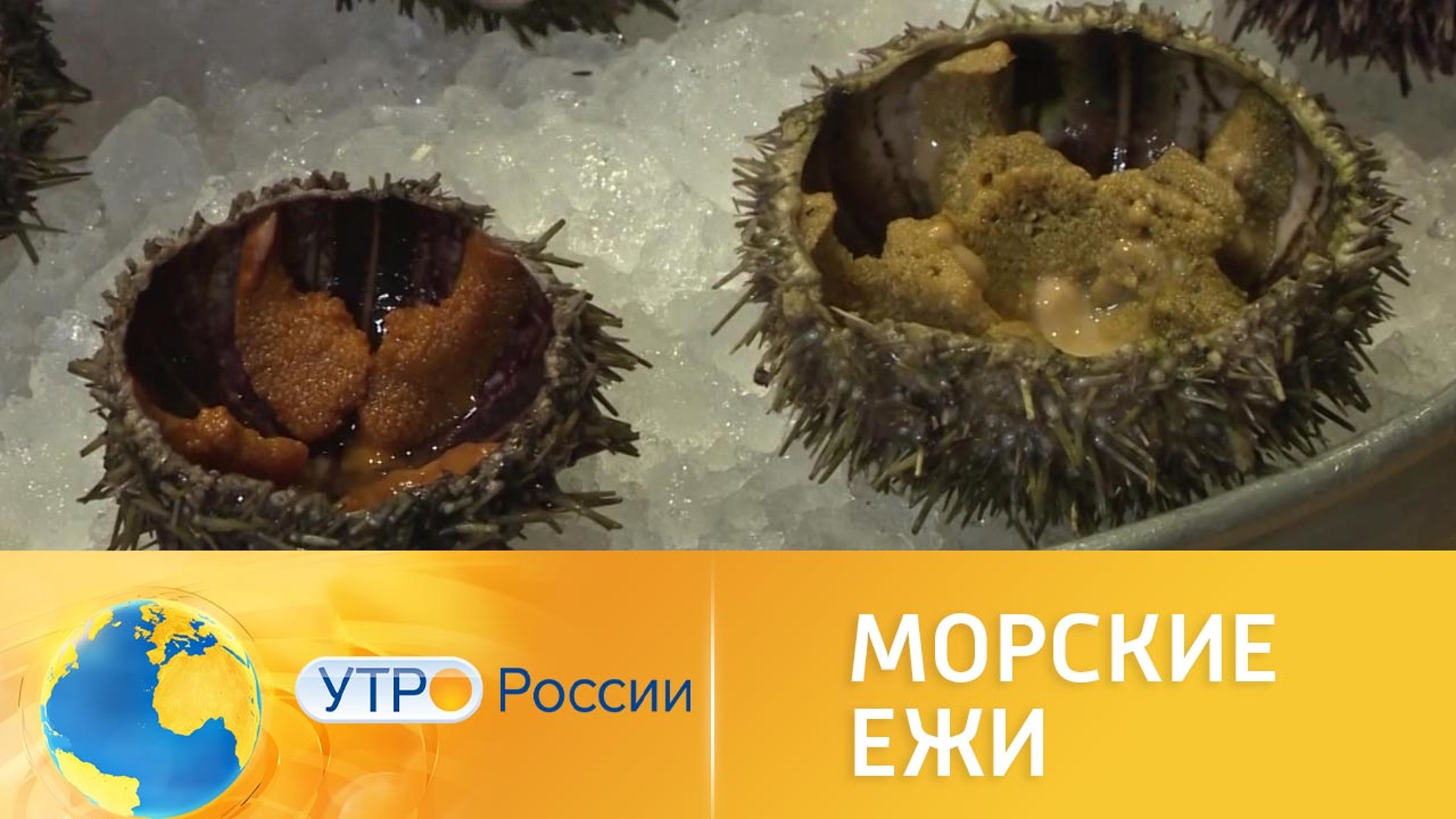 Морские ежи: дегустируем колючий деликатес