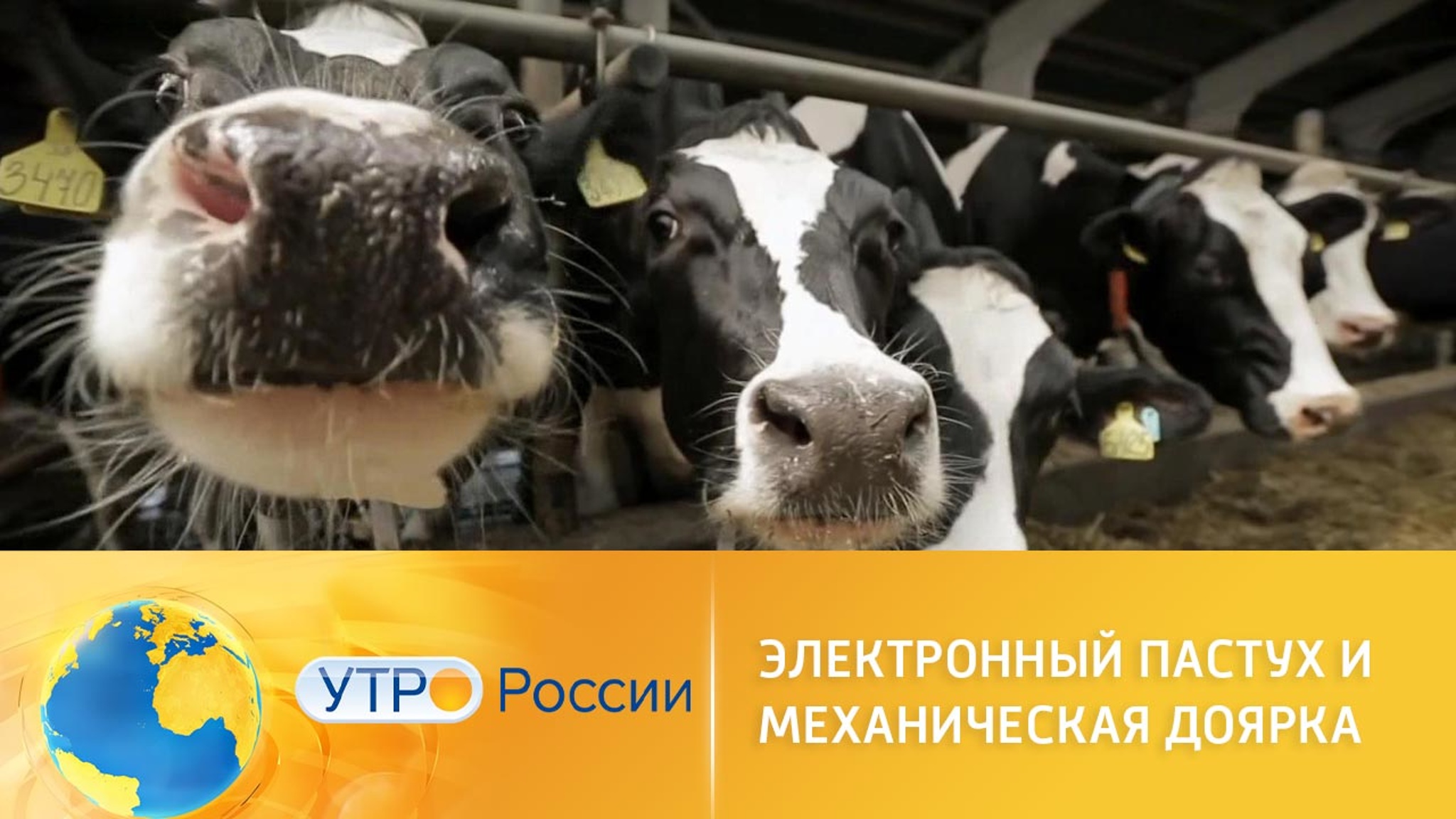 Цифровой ветеринар облегчит труд фермера