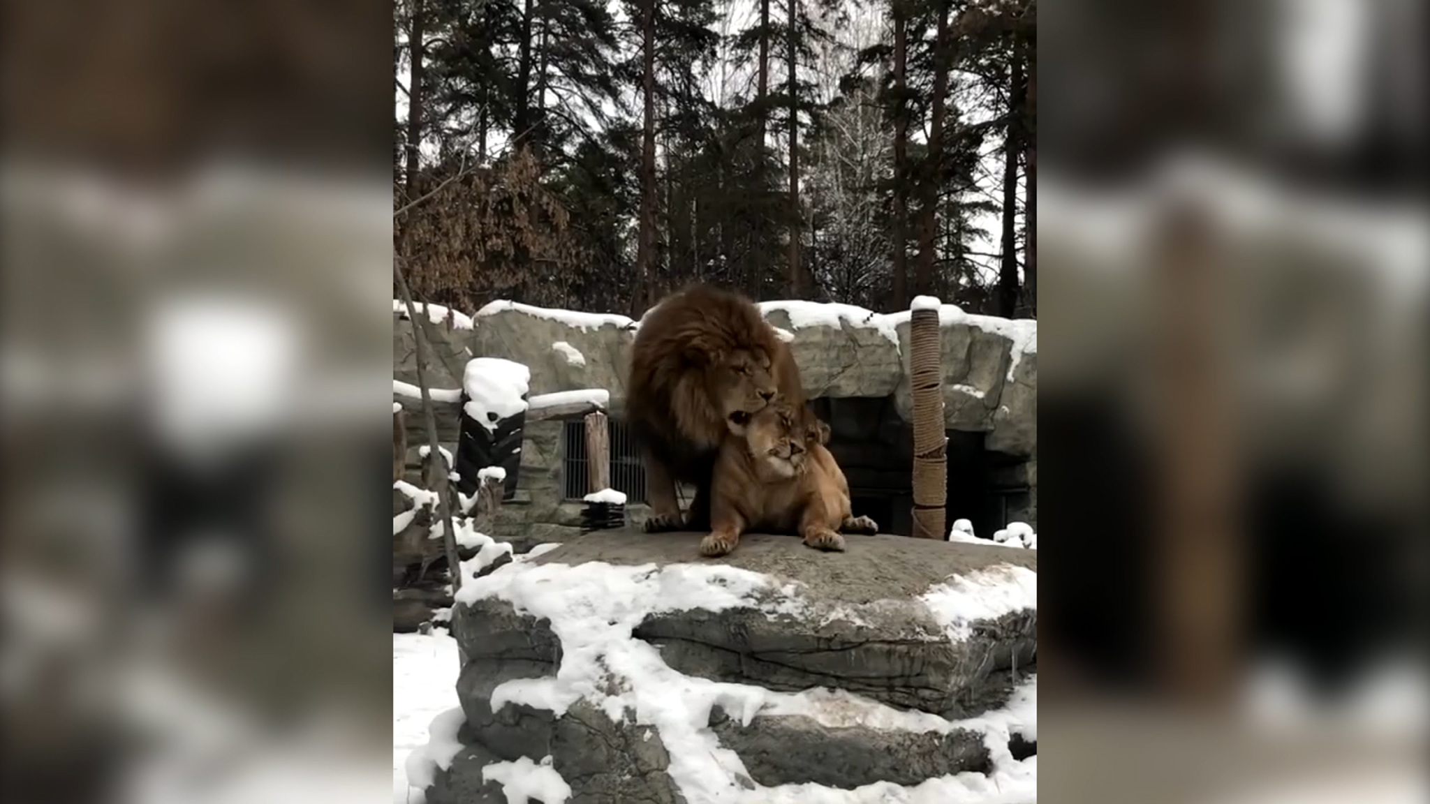 Влюбленные новосибирские львы готовятся к Дню святого Валентина