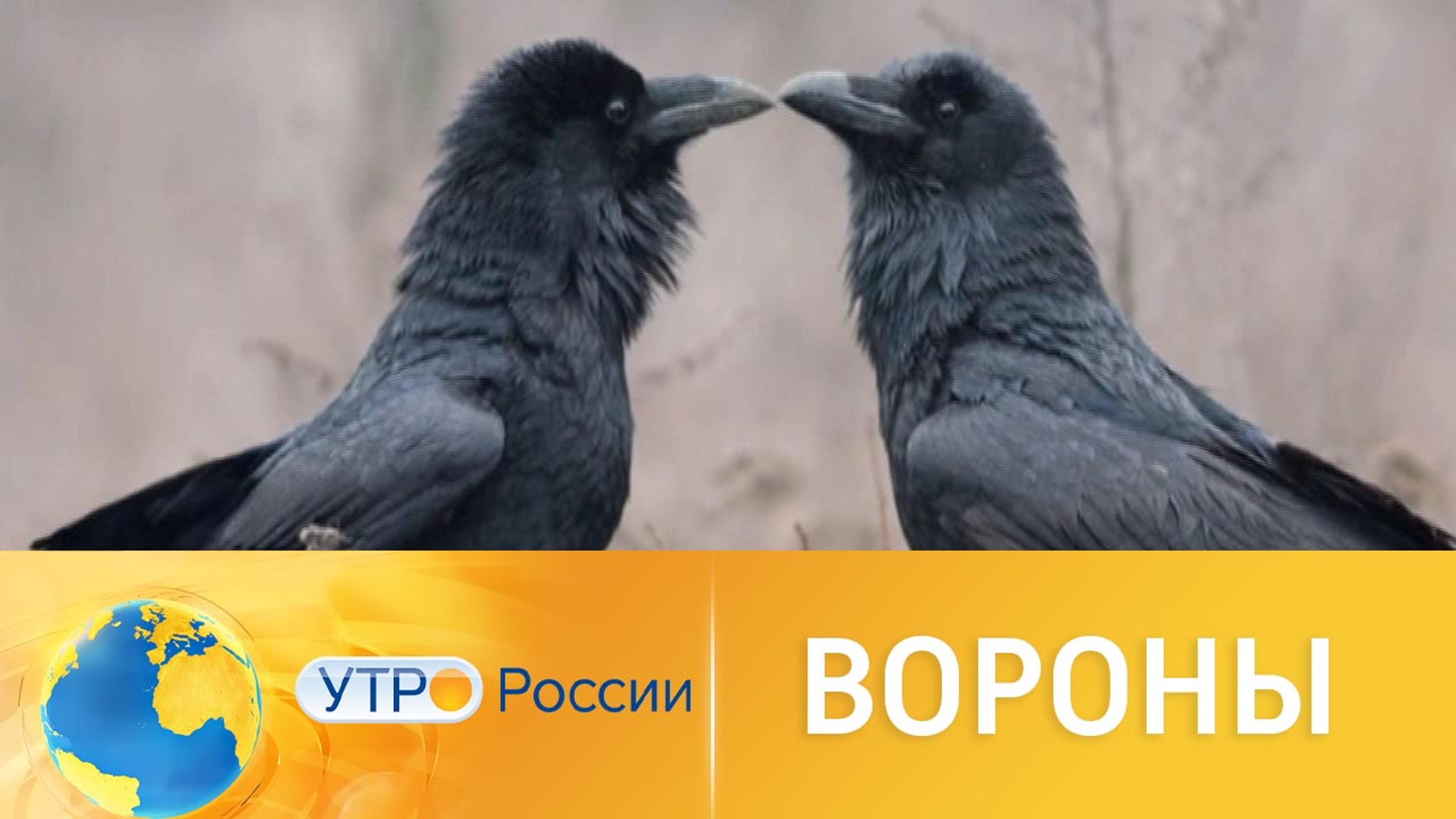 Интересные факты об умственных способностях ворон